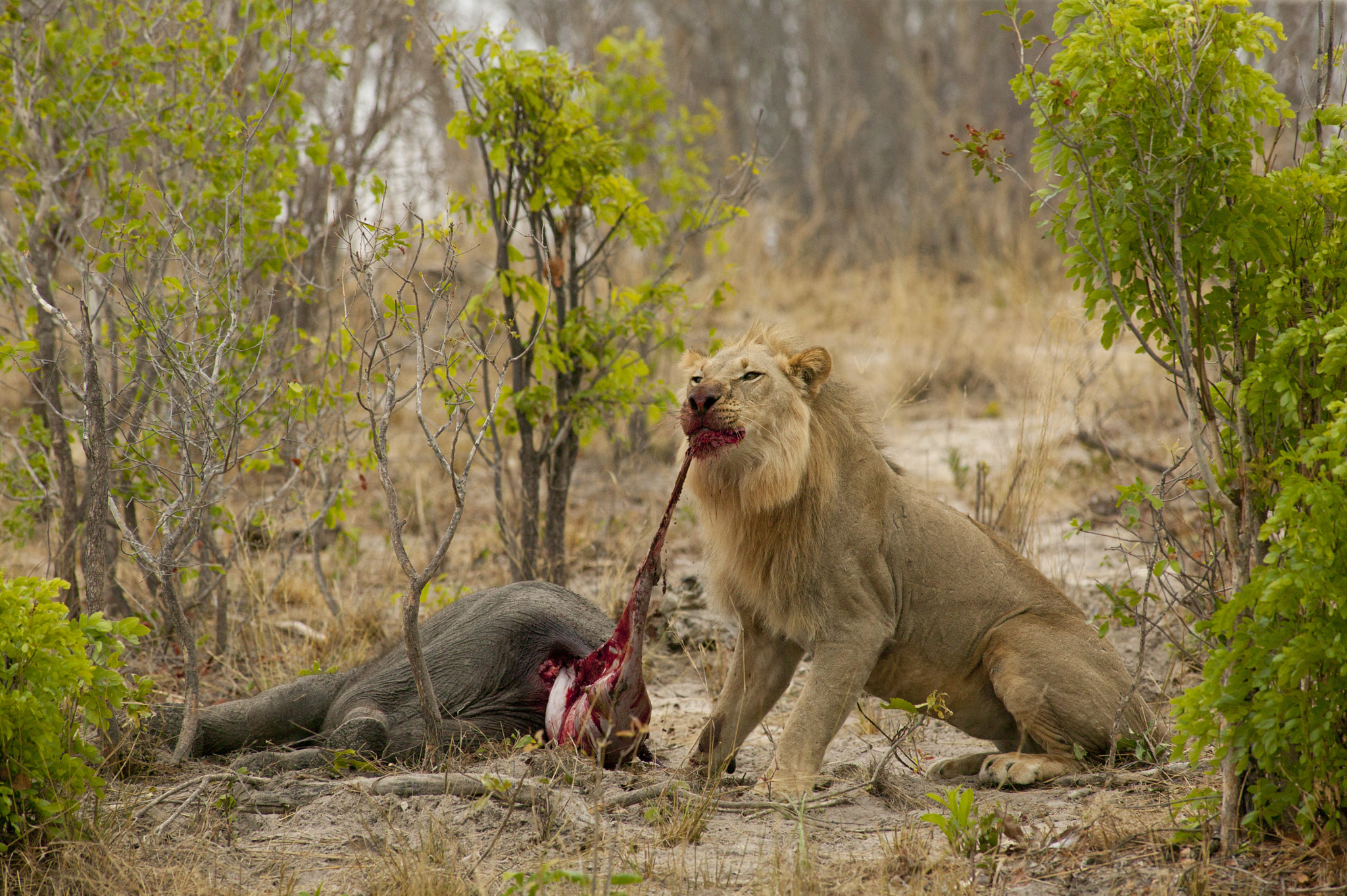 Canon EOS-1Ds + Canon EF 400mm f/2.8L sample photo. Messy work photography