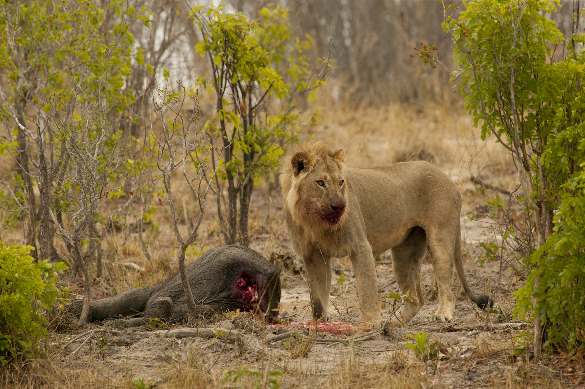 Canon EOS-1Ds + Canon EF 400mm f/2.8L sample photo. Messy chops photography