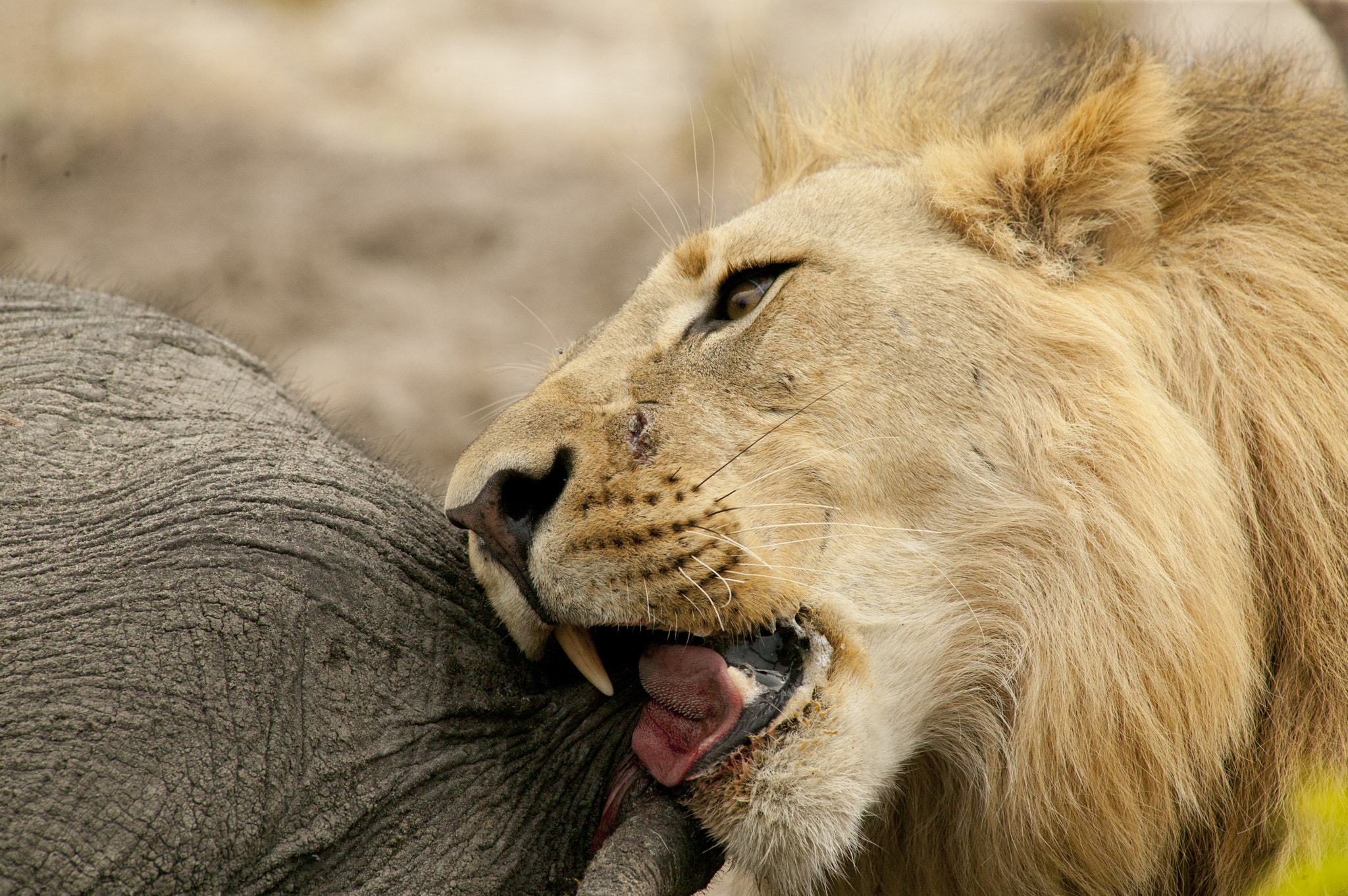 Canon EOS-1Ds + Canon EF 400mm f/2.8L sample photo. Lion using his cutting teeth photography