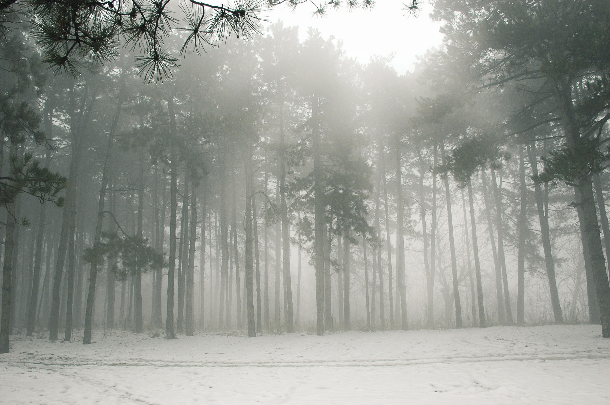 Nikon D70s sample photo. Foggy forest photography