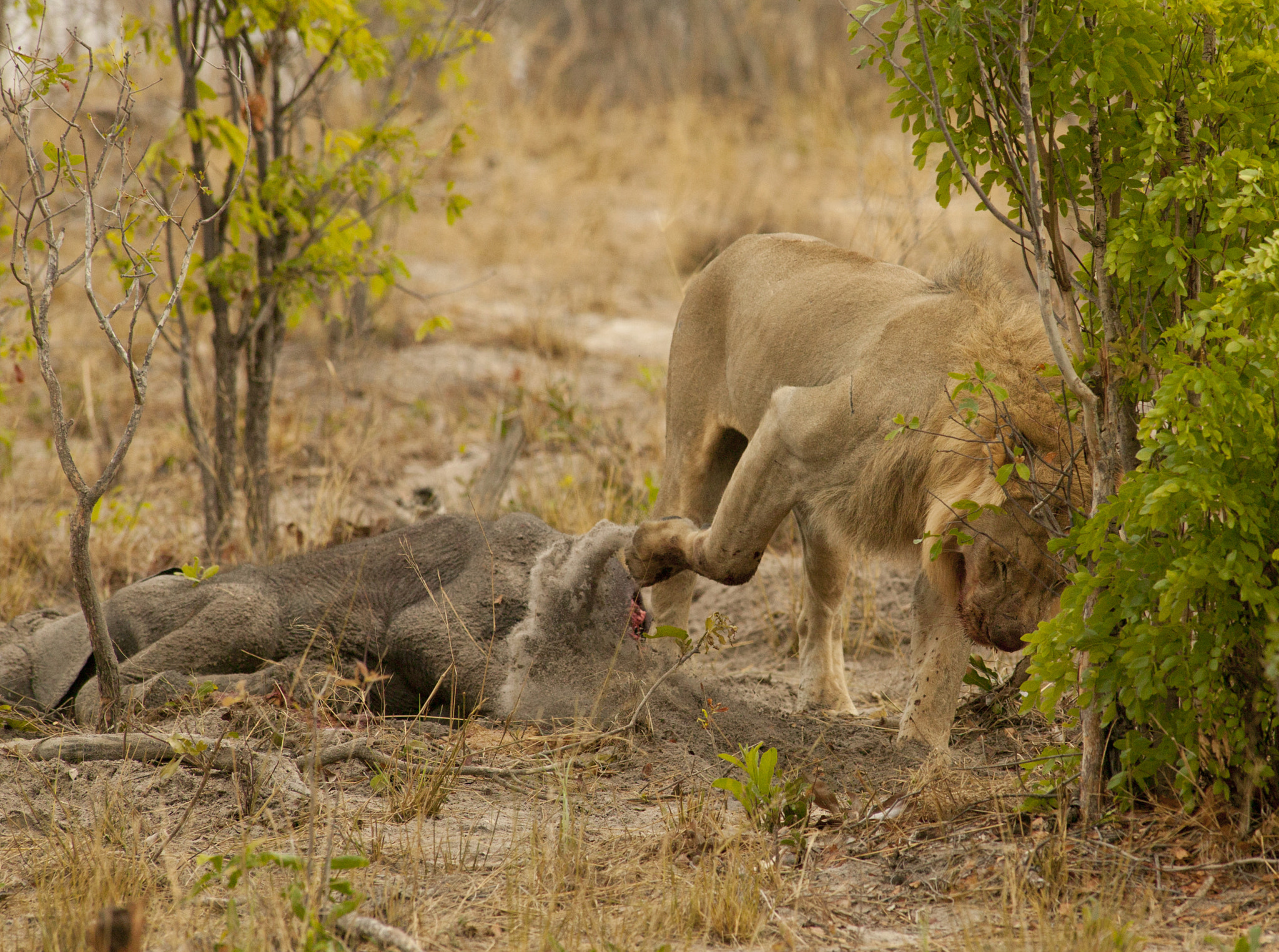 Canon EOS-1Ds + Canon EF 400mm f/2.8L sample photo. Lion burying his prey photography