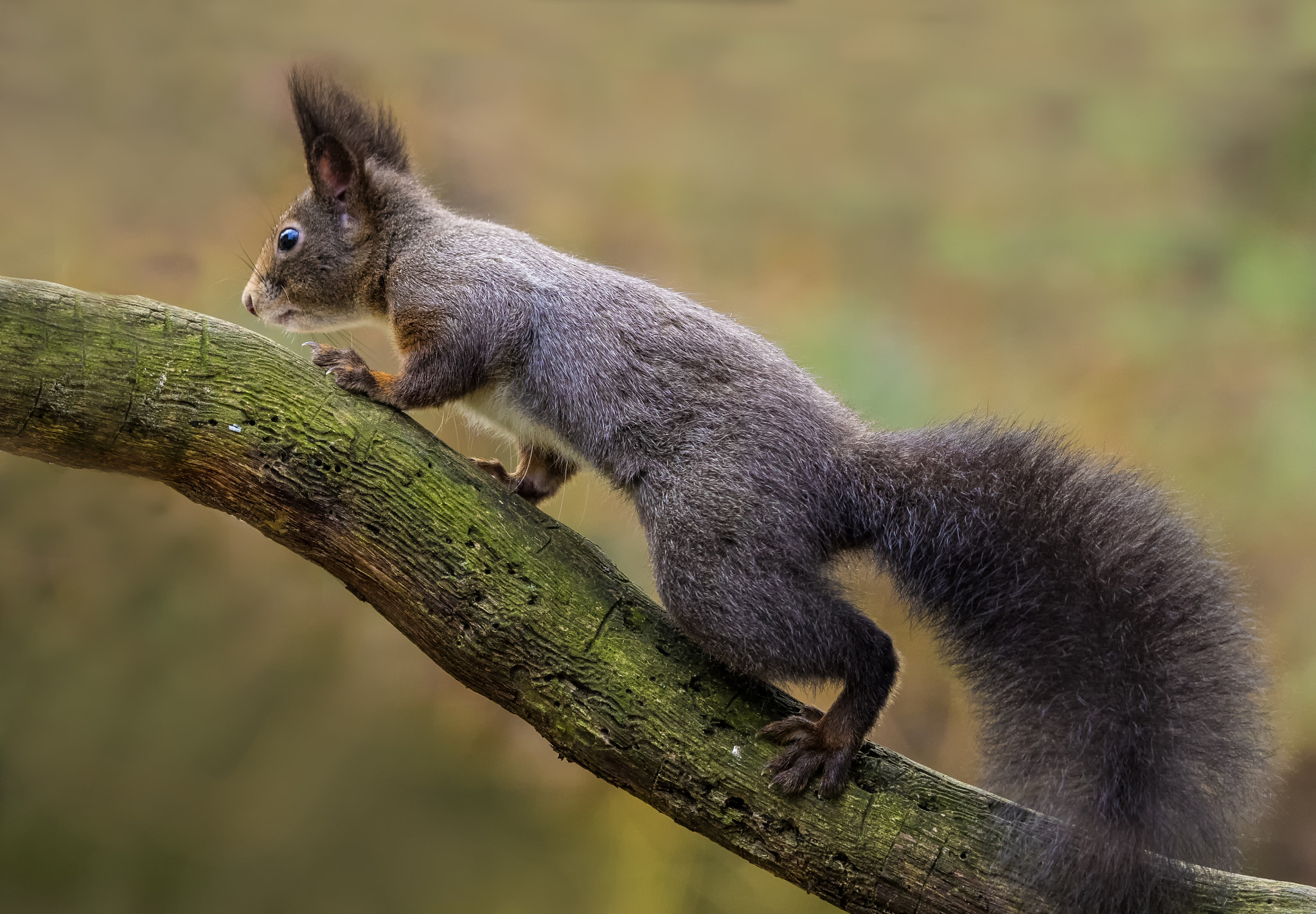 Olympus OM-D E-M1 + OLYMPUS 300mm Lens sample photo. Squirrel with wintercoat photography