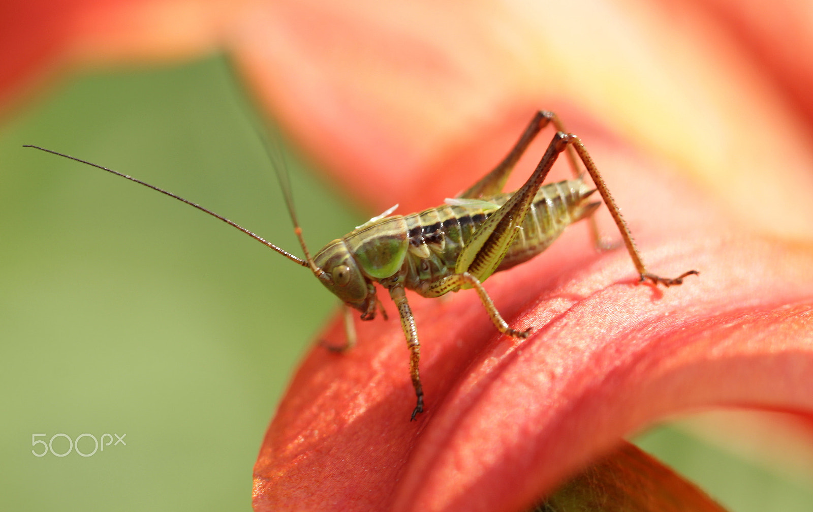 Canon EOS 60D + Canon EF 100mm F2.8 Macro USM sample photo. Ready to jump... photography