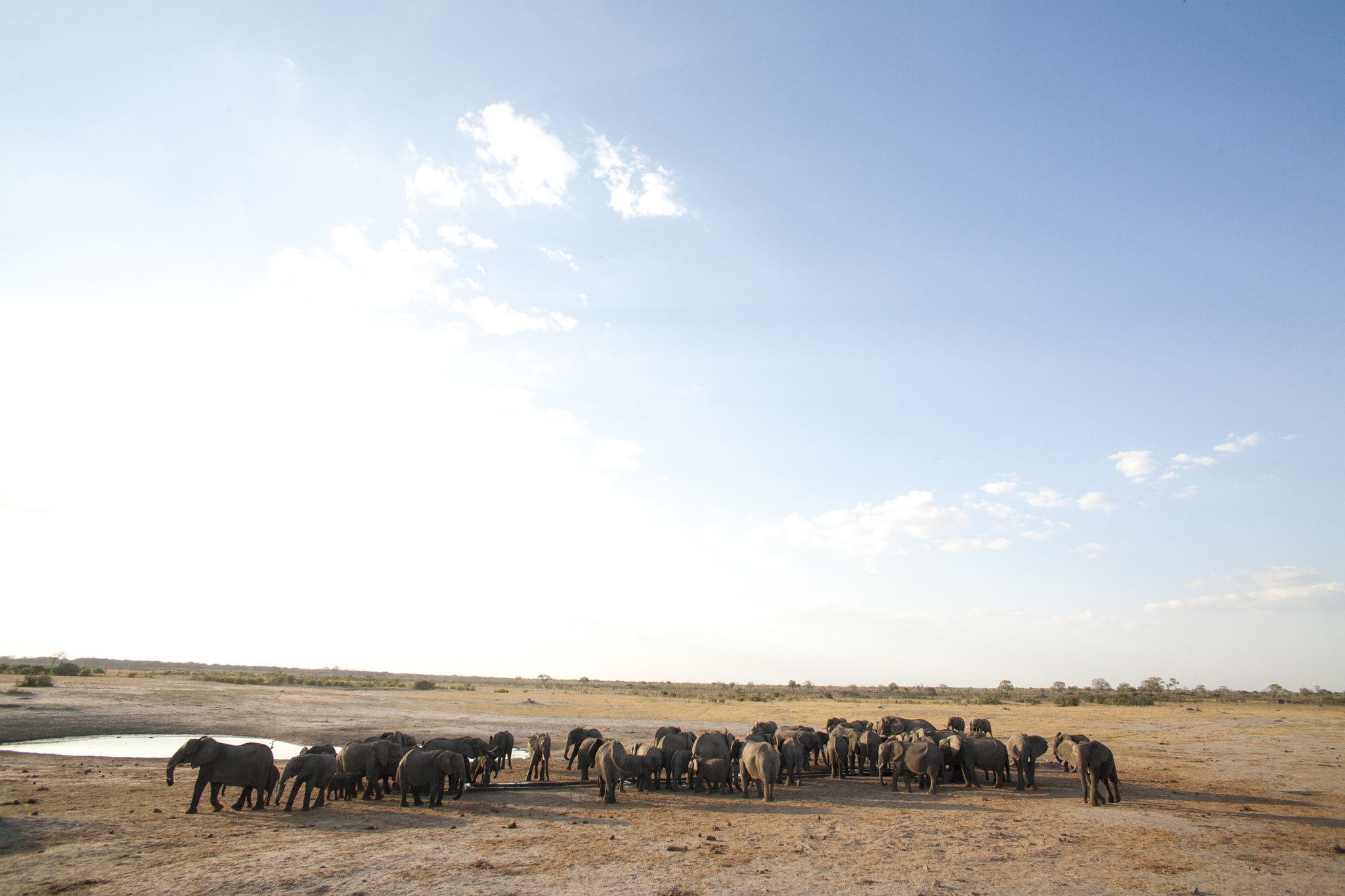 Canon EOS 5D + Canon EF 28mm F2.8 sample photo. Elephants and sky photography