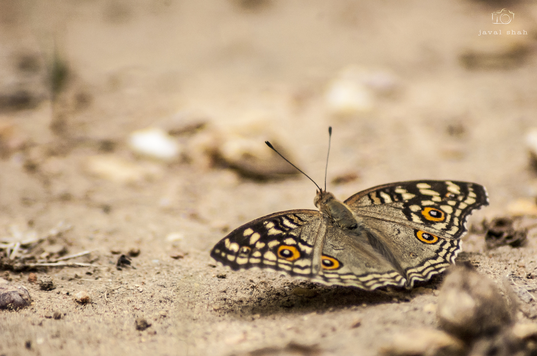 Nikon D70 sample photo. Butterfly photography