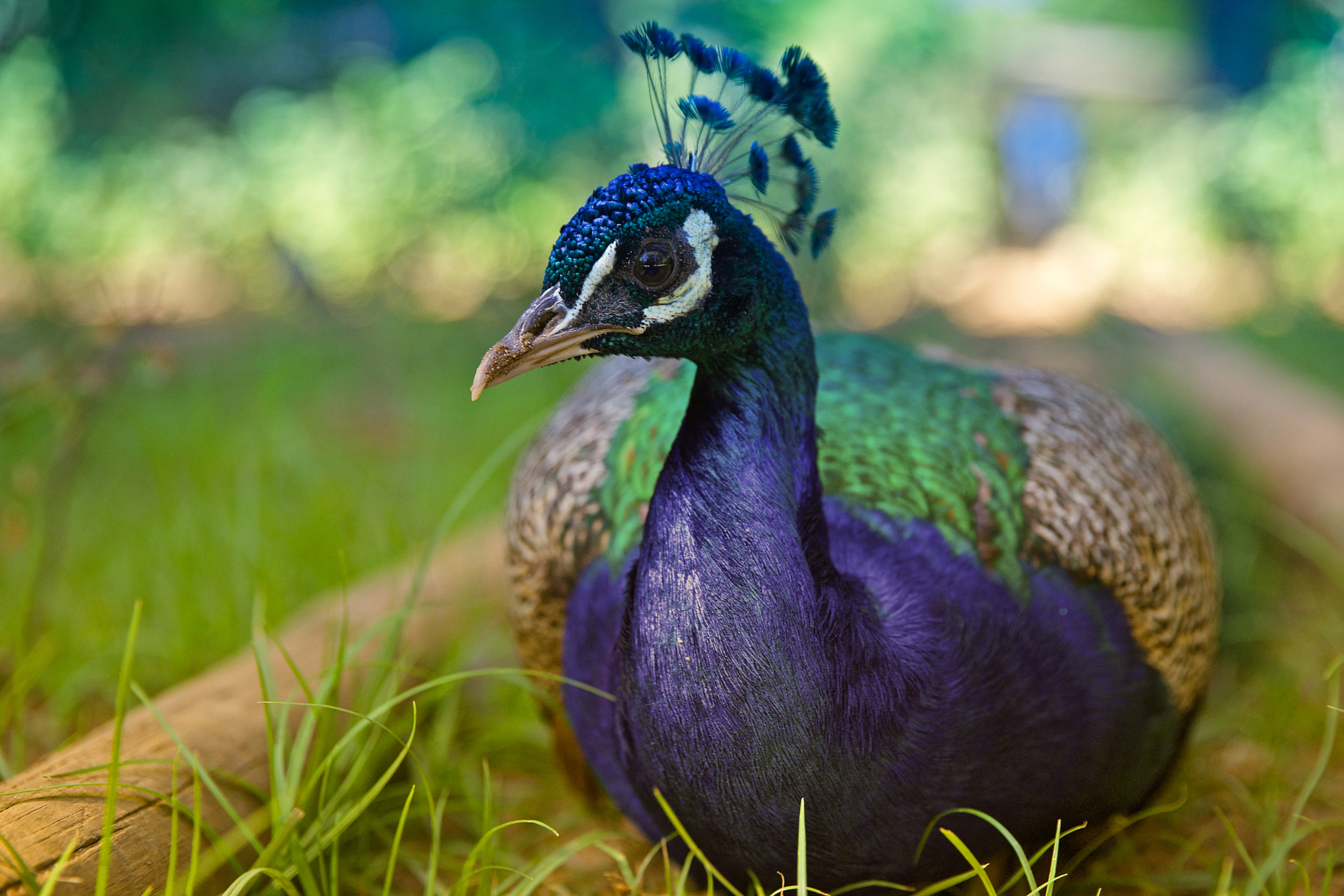 Sony a7R + Canon EF 85mm F1.2L II USM sample photo. Peacock photography