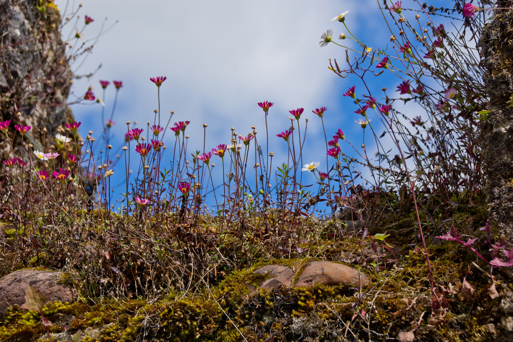 Sony Alpha DSLR-A500 + Tamron AF 28-105mm F4-5.6 [IF] sample photo. Daisies photography