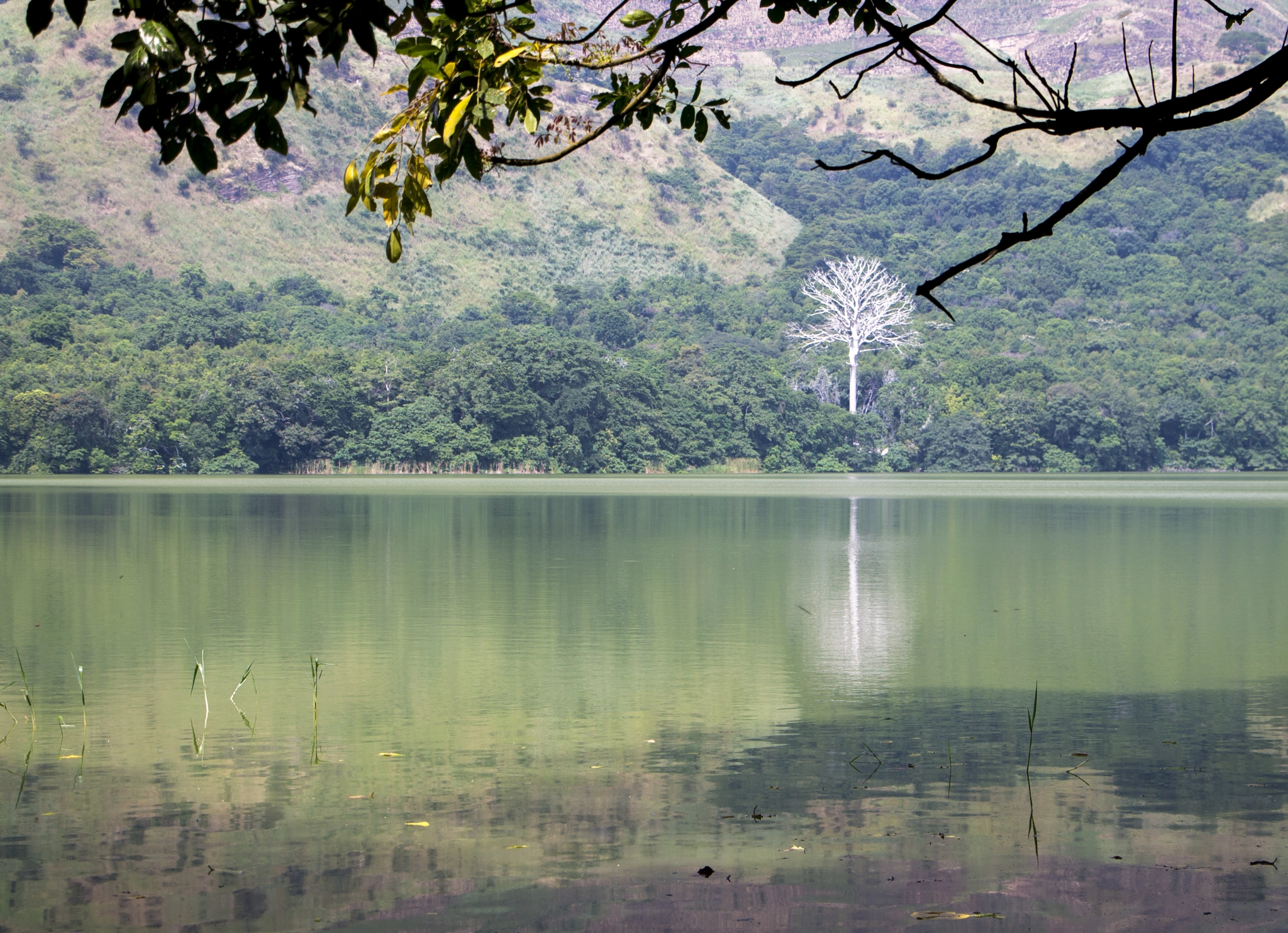 Canon EF-S 18-135mm F3.5-5.6 IS STM sample photo. White tree at maramagambo forest - uganda 2015 photography