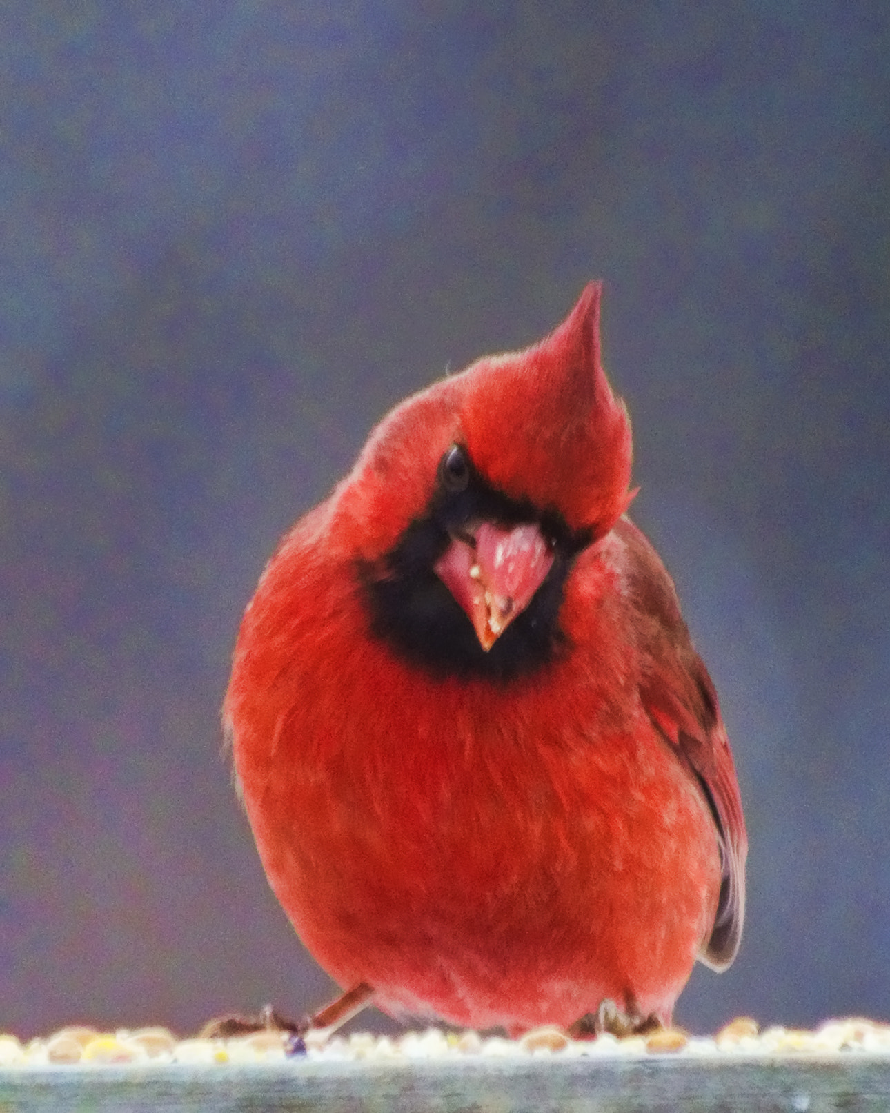 Canon EF 70-300mm F4-5.6 IS USM sample photo. Cardinal photography