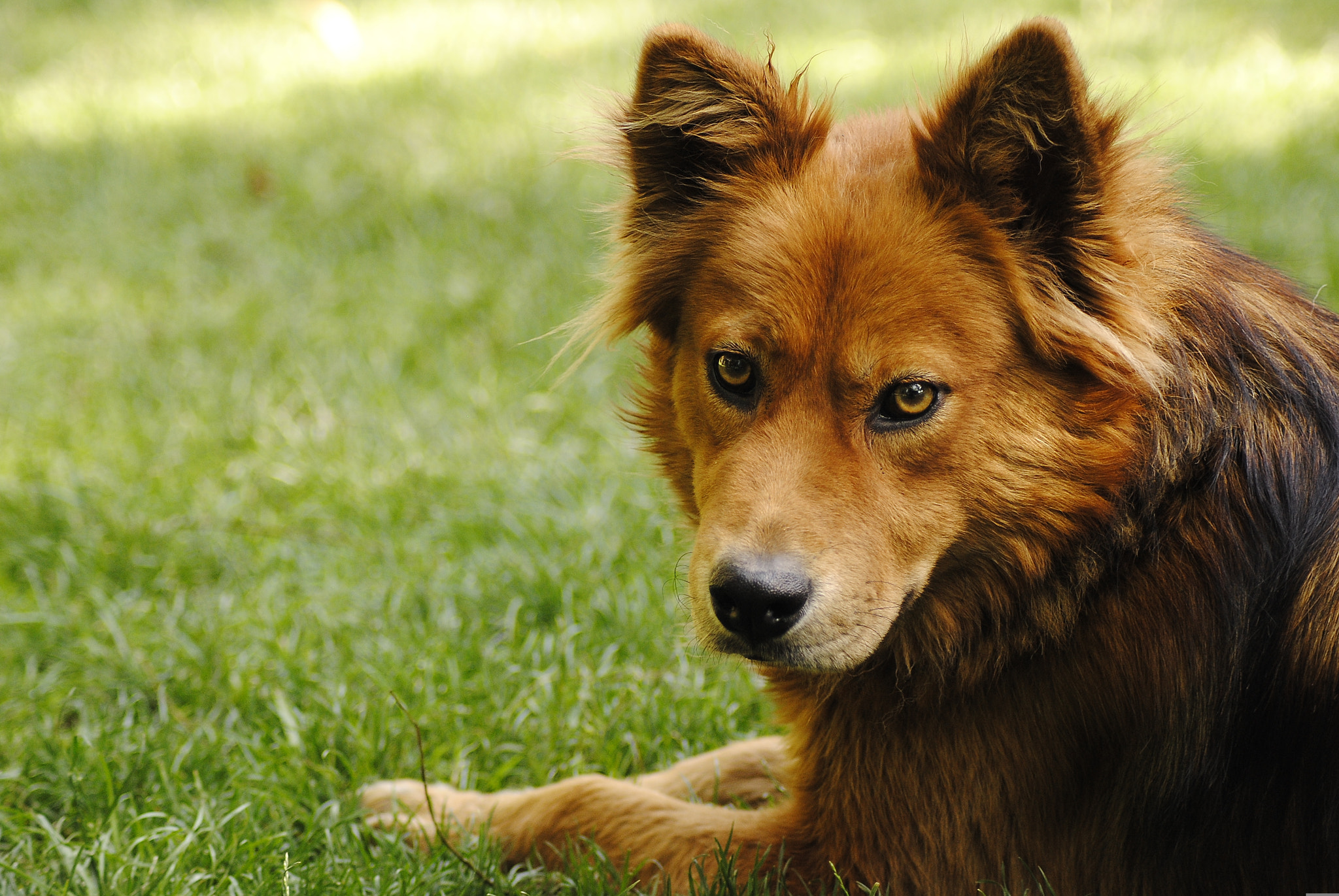 Nikon AF Nikkor 70-300mm F4-5.6G sample photo. Perro amigo photography