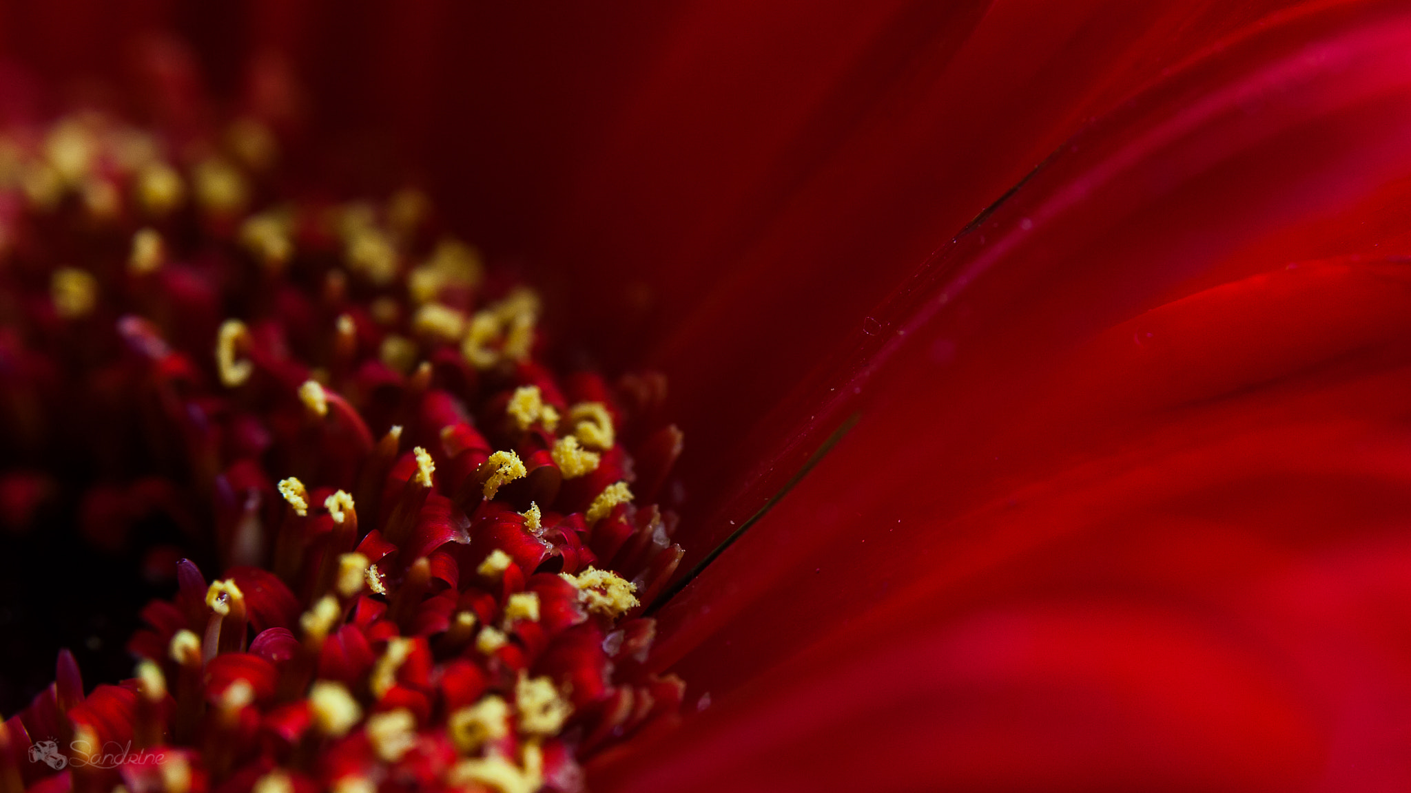 Canon EF 28-80mm f/3.5-5.6 sample photo. Red photography