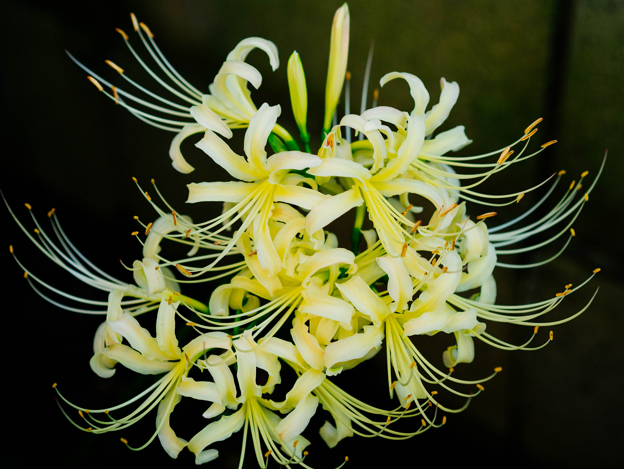 Panasonic Lumix DMC-GM1 + Olympus M.Zuiko Digital 45mm F1.8 sample photo. White spider lily photography