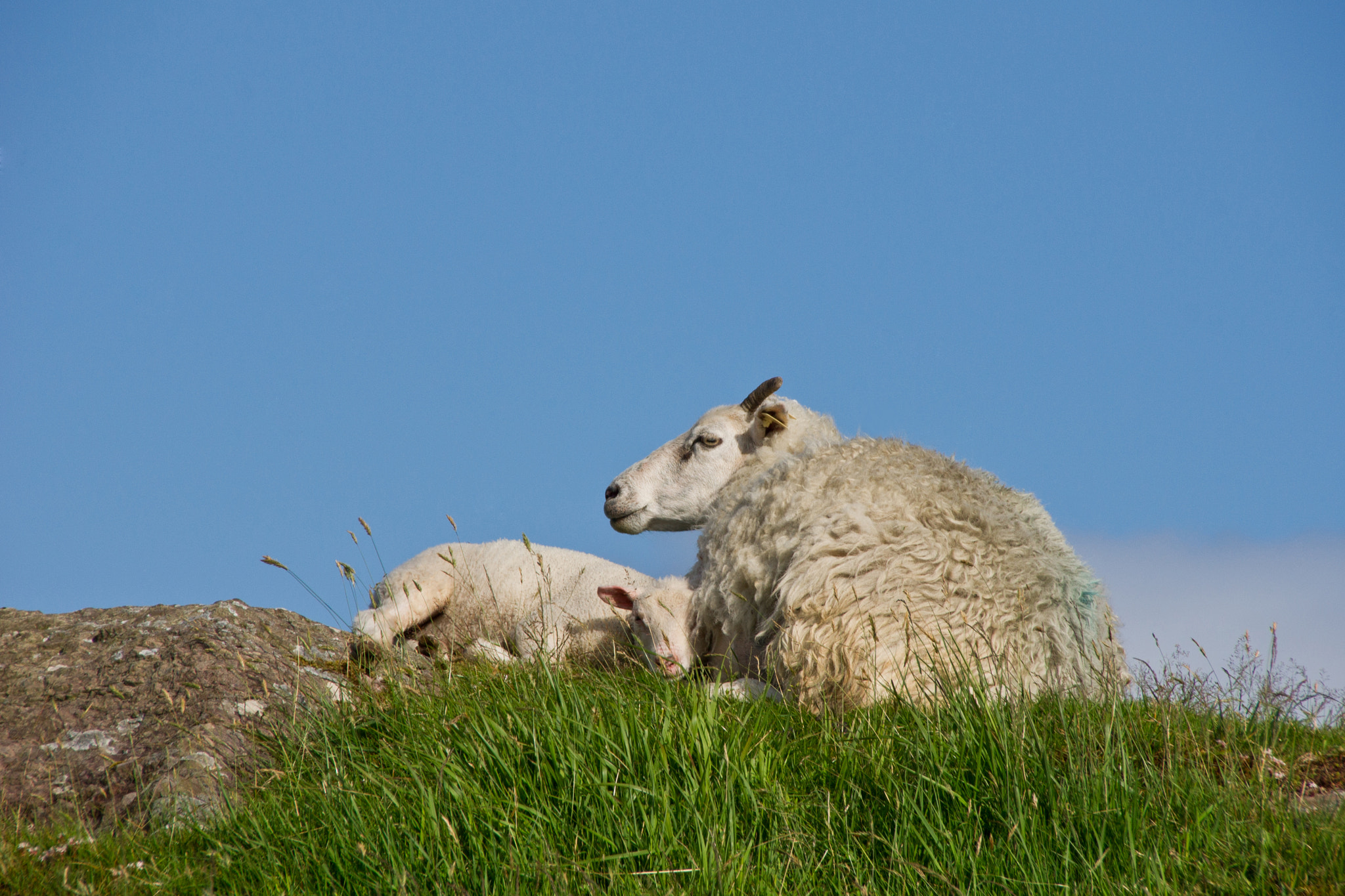 Sigma 18-250mm F3.5-6.3 DC OS HSM sample photo. Sheep photography