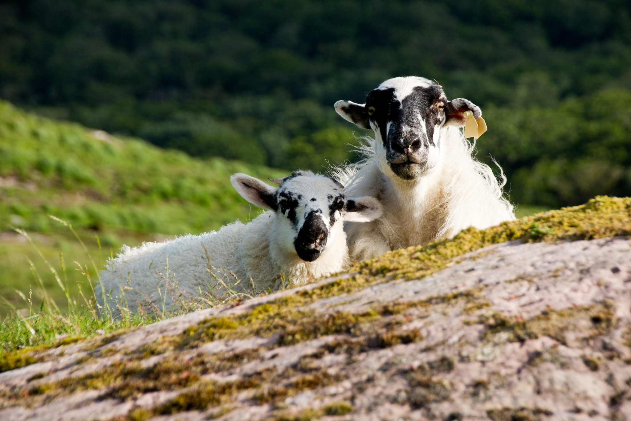 Sony Alpha DSLR-A500 sample photo. Sheep photography