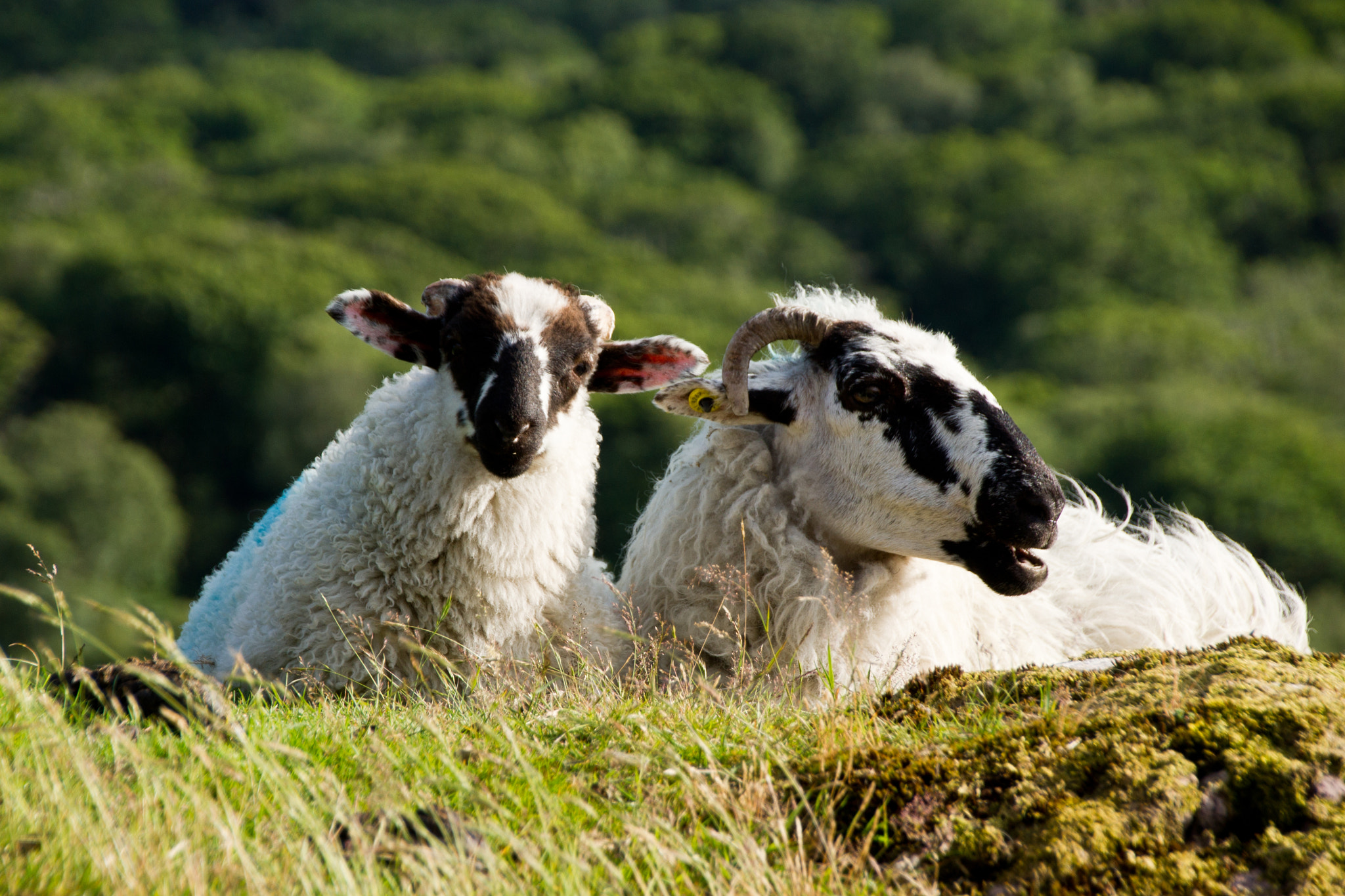 Sony Alpha DSLR-A500 sample photo. Sheep photography