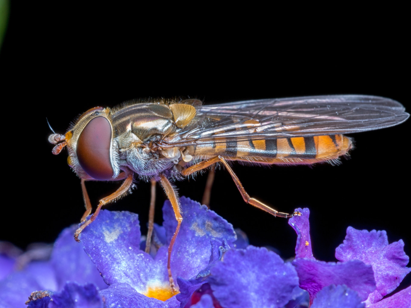 Sigma APO Macro 150mm f/2.8 EX DG HSM sample photo. Hoverfly photography