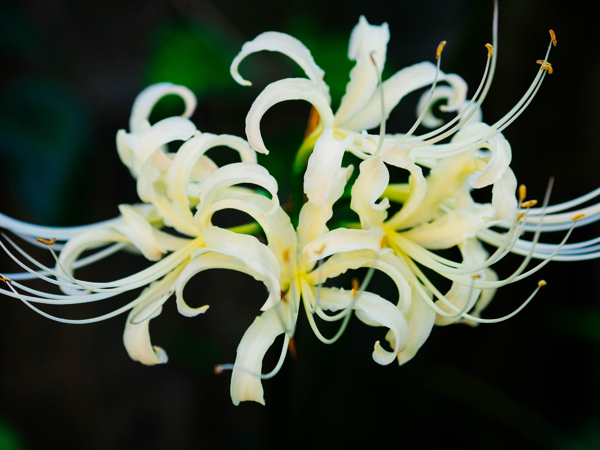 Panasonic Lumix DMC-GM1 + Olympus M.Zuiko Digital 45mm F1.8 sample photo. White spider lily photography