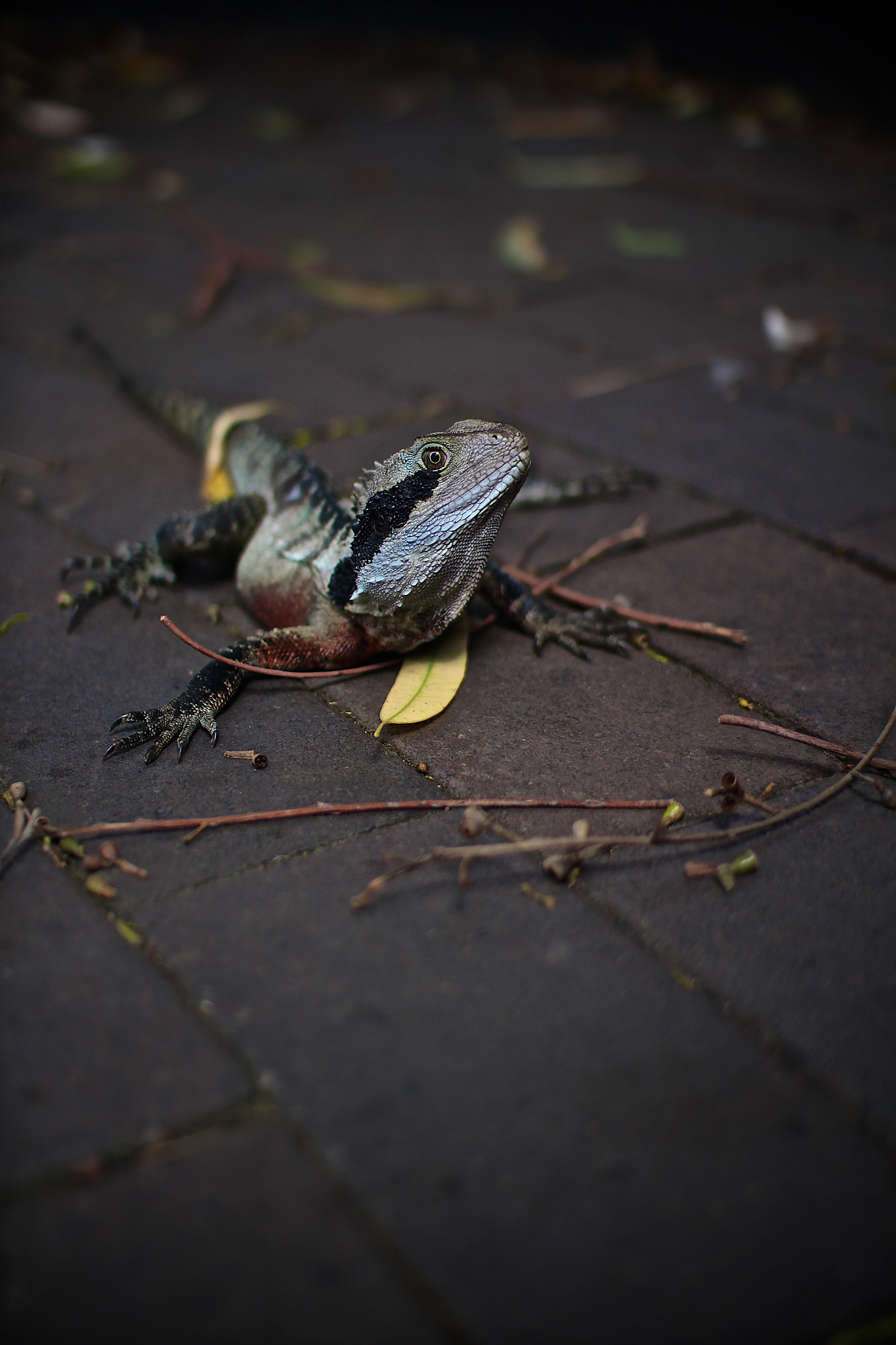 Canon EOS M2 sample photo. Taronga zoo photography