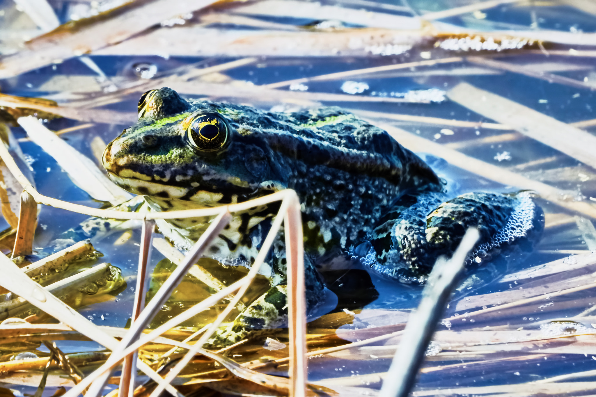 Sony 70-400mm F4-5.6 G SSM II sample photo. Green frog photography