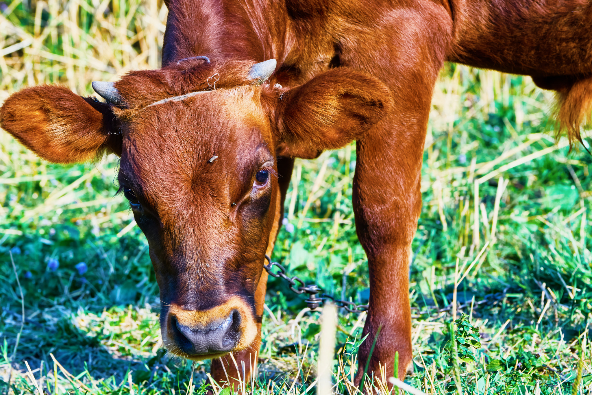 Sony 70-400mm F4-5.6 G SSM II sample photo. Cow on a summer pasture photography