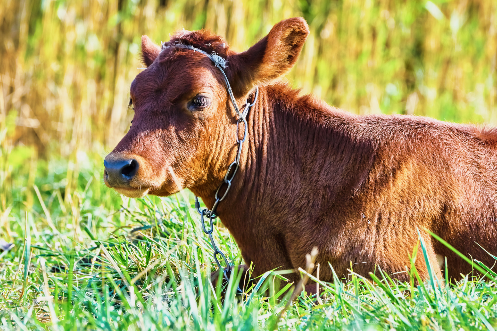 Sony 70-400mm F4-5.6 G SSM II sample photo. Cow on a summer pasture photography