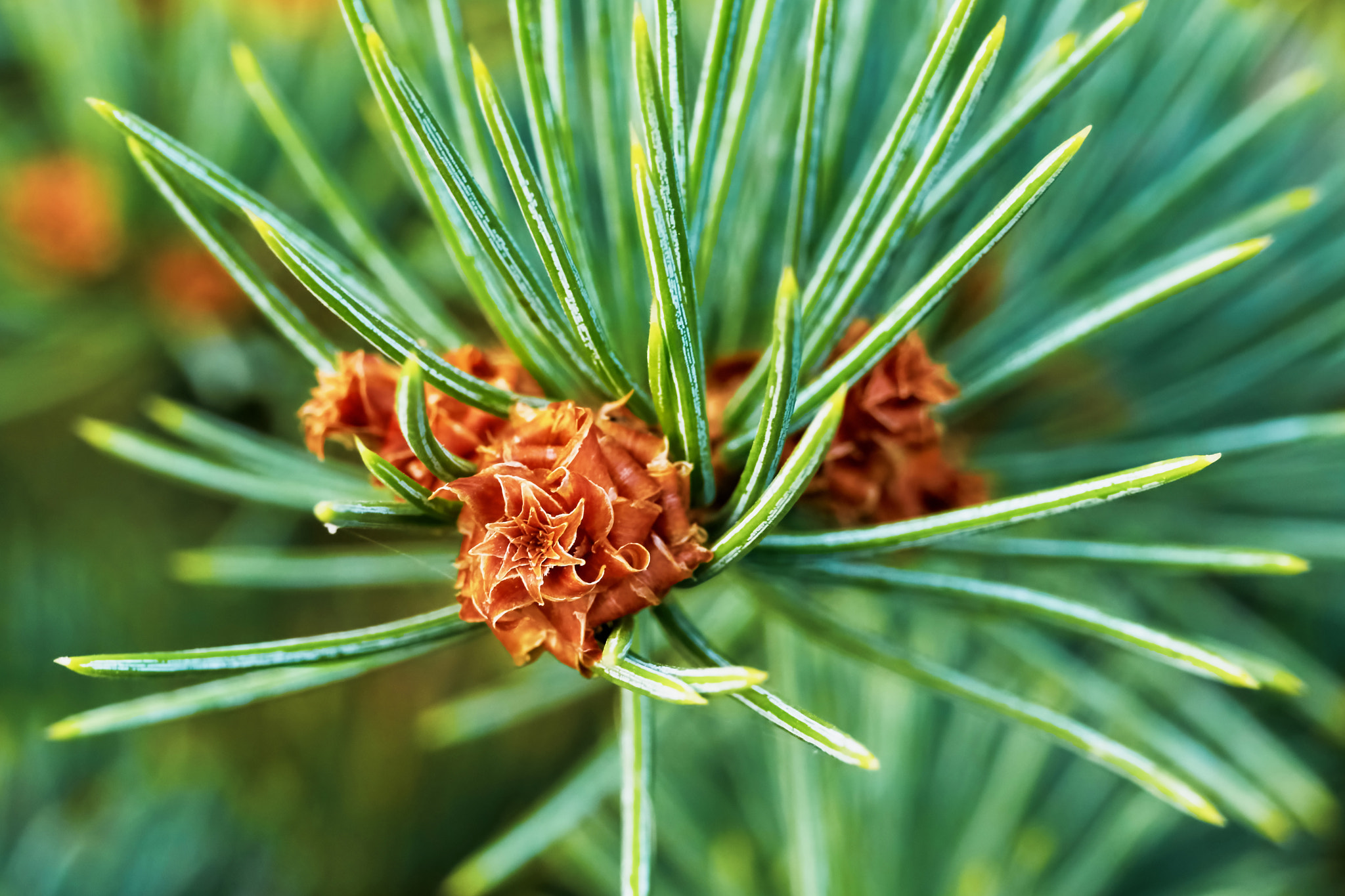 35mm F1.4 sample photo. Emerging pine cone photography
