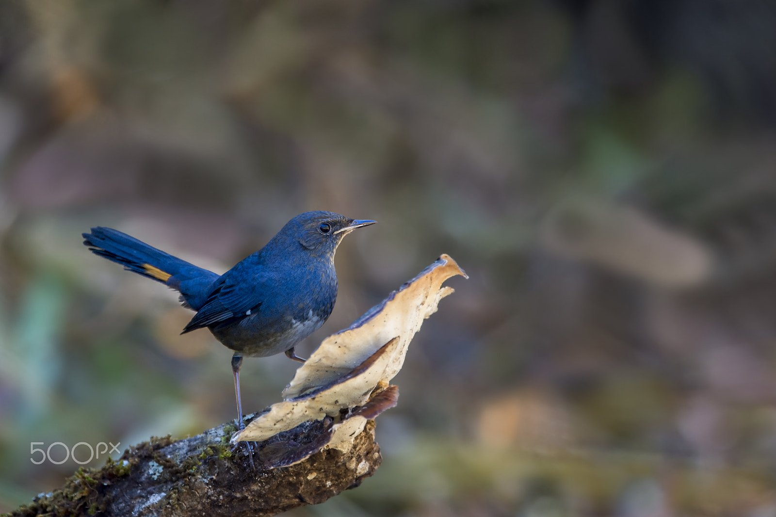 Nikon D4 sample photo. White-bellied redstart (m) photography
