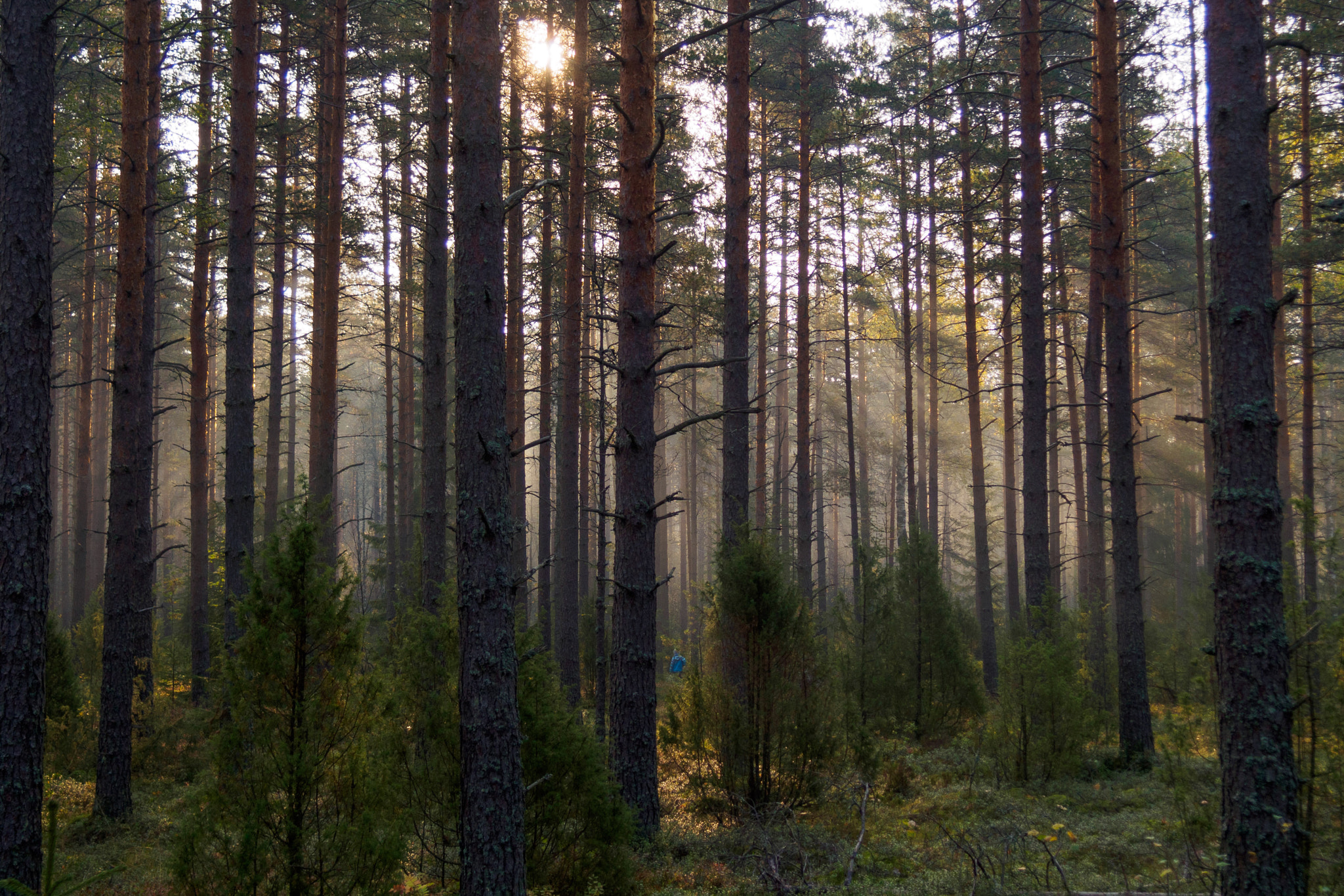 Olympus PEN E-PM2 sample photo. Morning mushrooming photography