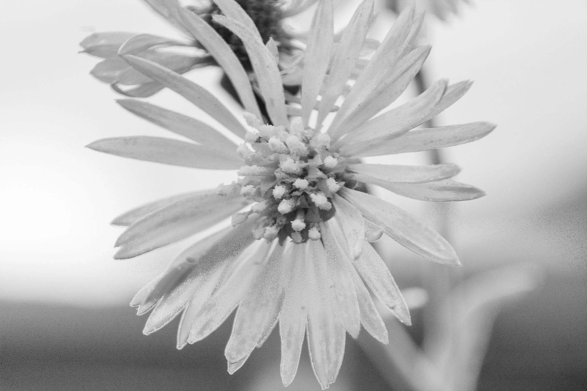 Canon EF-S 18-55mm f/3.5-5.6 USM sample photo. Flower photography
