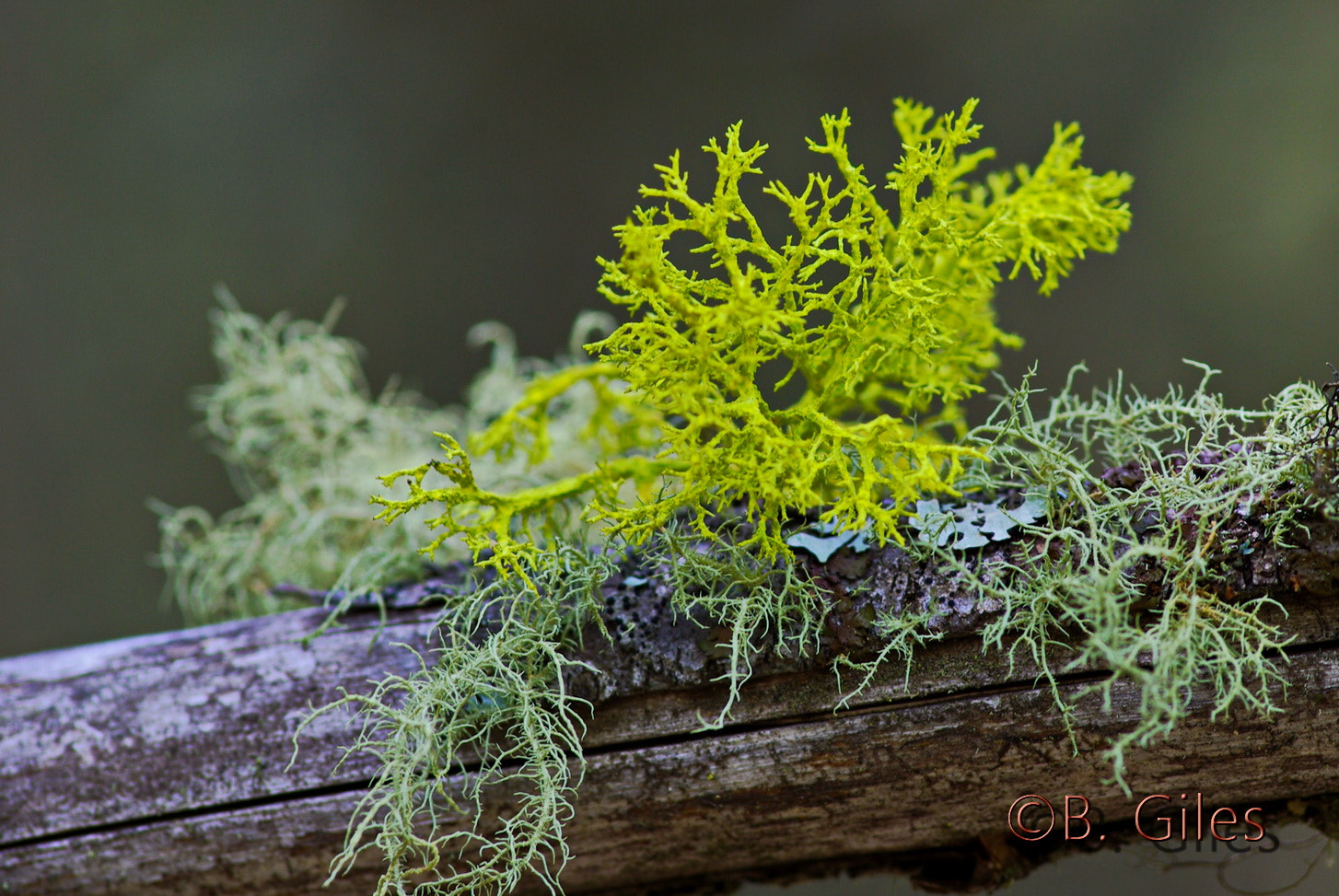 Pentax K10D sample photo. Colour in the forest photography