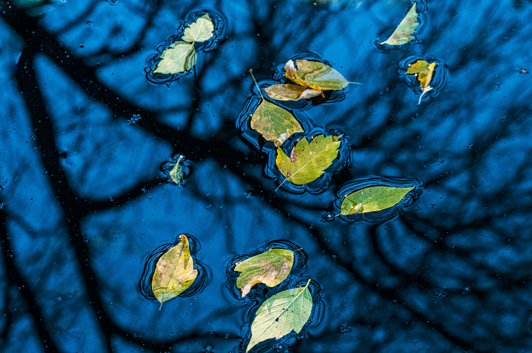 Nikon D300S + Sigma 70mm F2.8 EX DG Macro sample photo. Leaves floating on a reflection photography