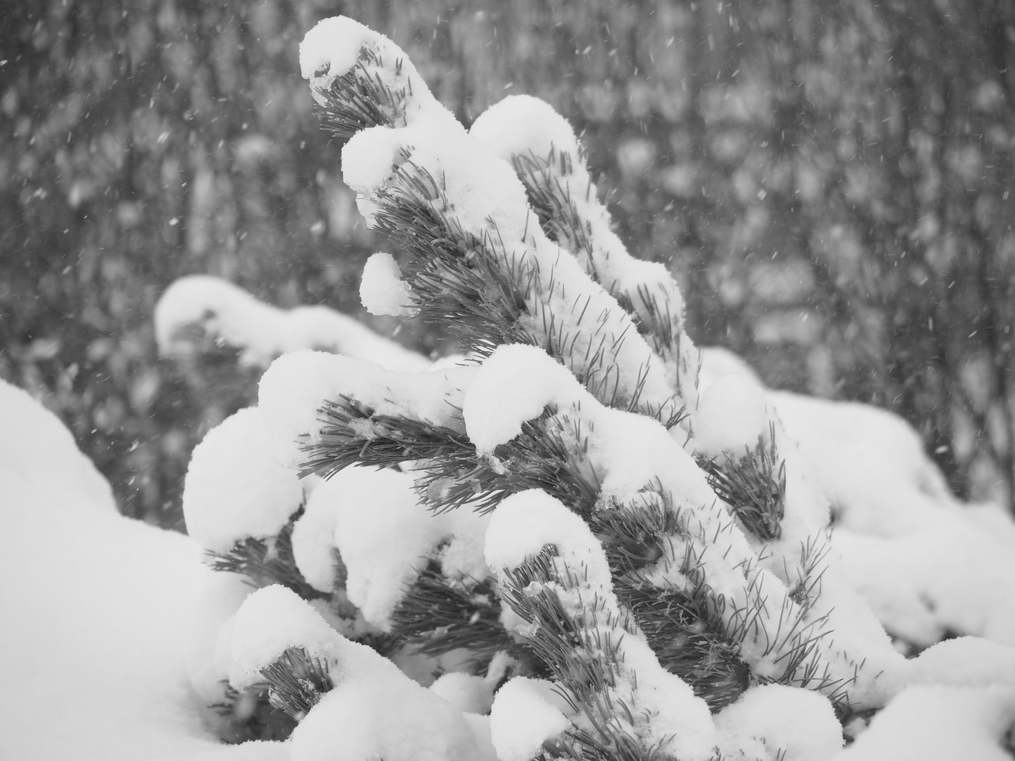 Panasonic Lumix G Vario 45-200mm F4-5.6 OIS sample photo. B&w snow photography