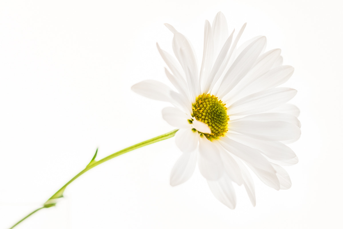 Sony a7R + Sony 100mm F2.8 Macro sample photo. Blanc photography