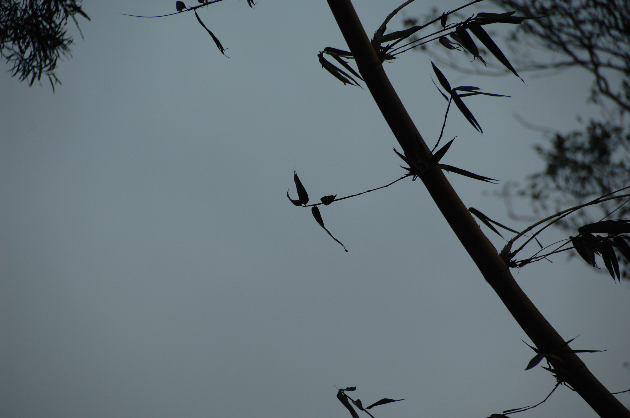 Nikon D2X sample photo. .. photography