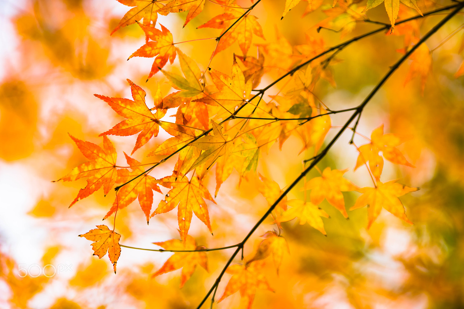 Sony a7 II + Canon EF 200mm F2.8L II USM sample photo. Autumn memory photography