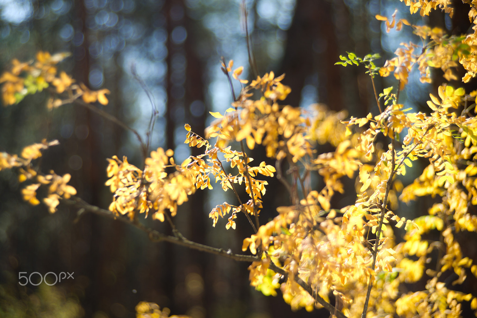 Sony Alpha DSLR-A850 + Tamron SP AF 35-105mm F2.8 LD Aspherical IF sample photo. золото леса photography