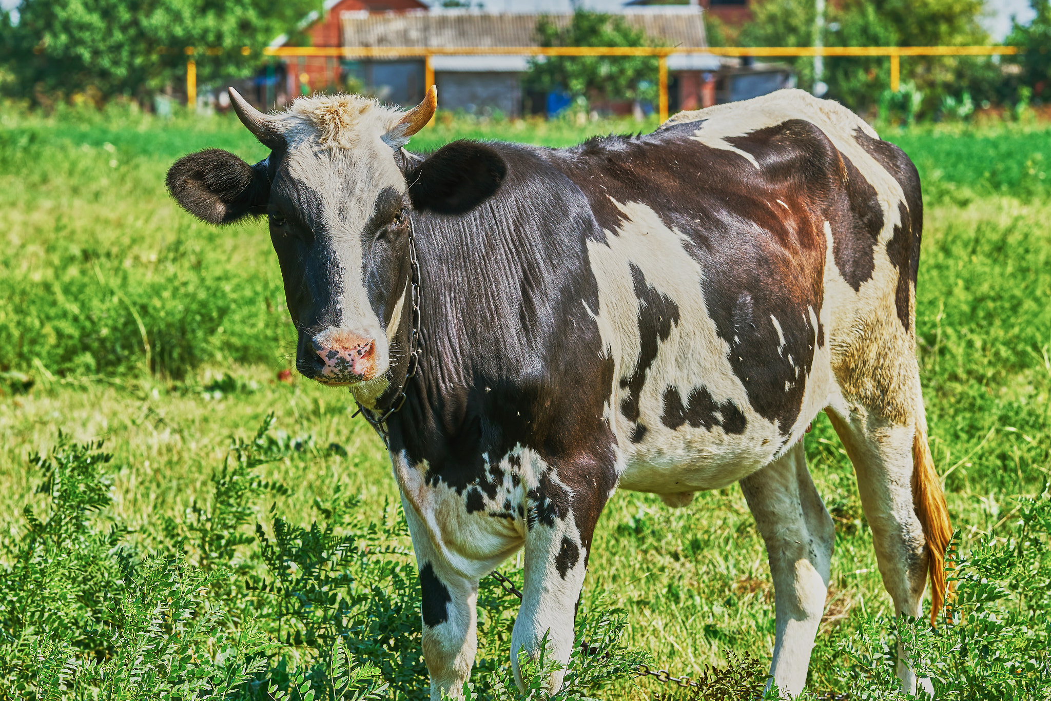 Sony Sonnar T* 135mm F1.8 ZA sample photo. Cow on a summer pasture photography