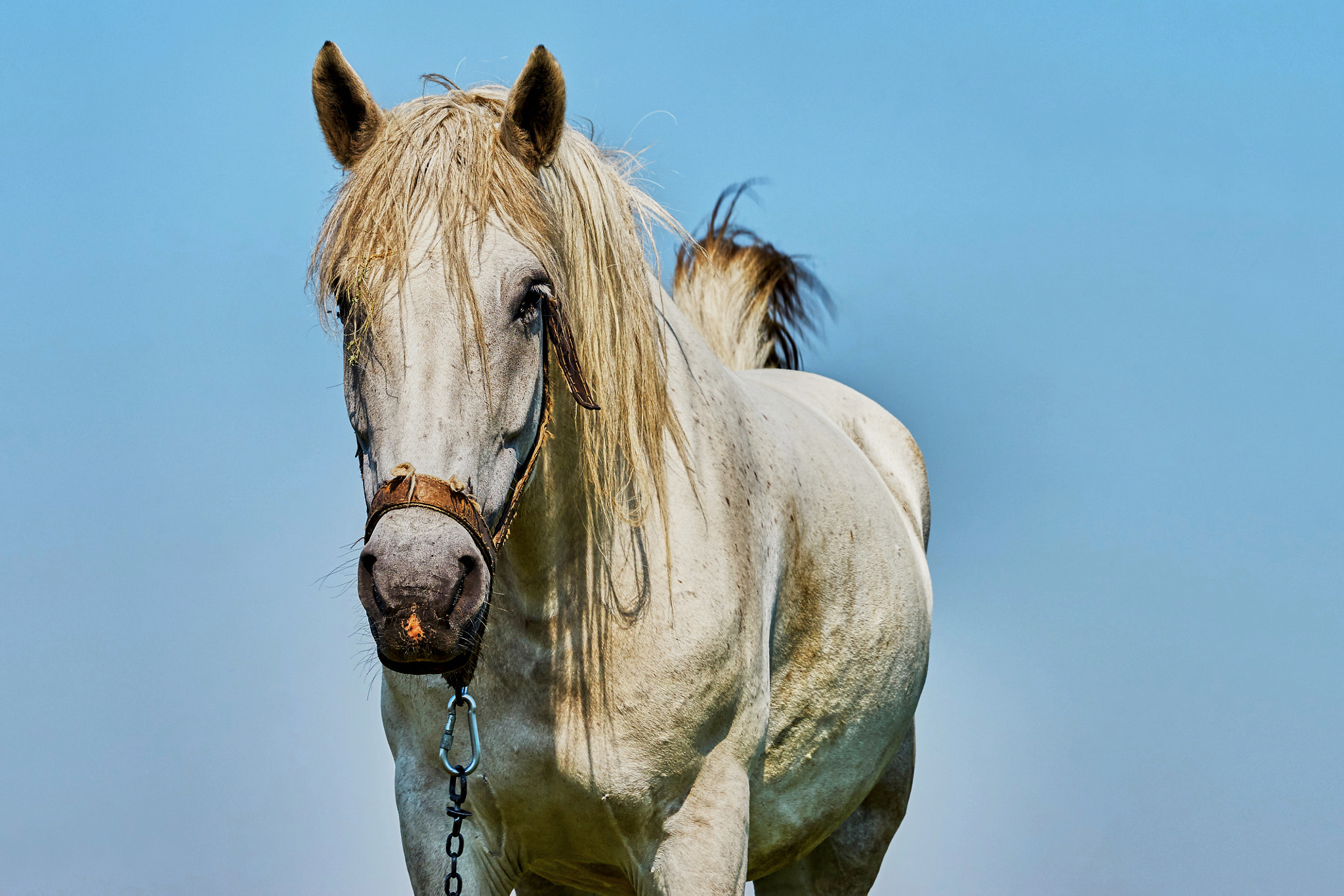 Sony a7 + Sony Sonnar T* 135mm F1.8 ZA sample photo. Portrait of a horse photography