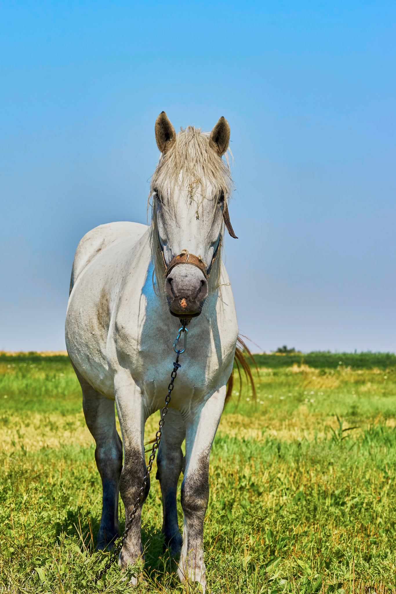Sony Sonnar T* 135mm F1.8 ZA sample photo. Portrait of a horse photography