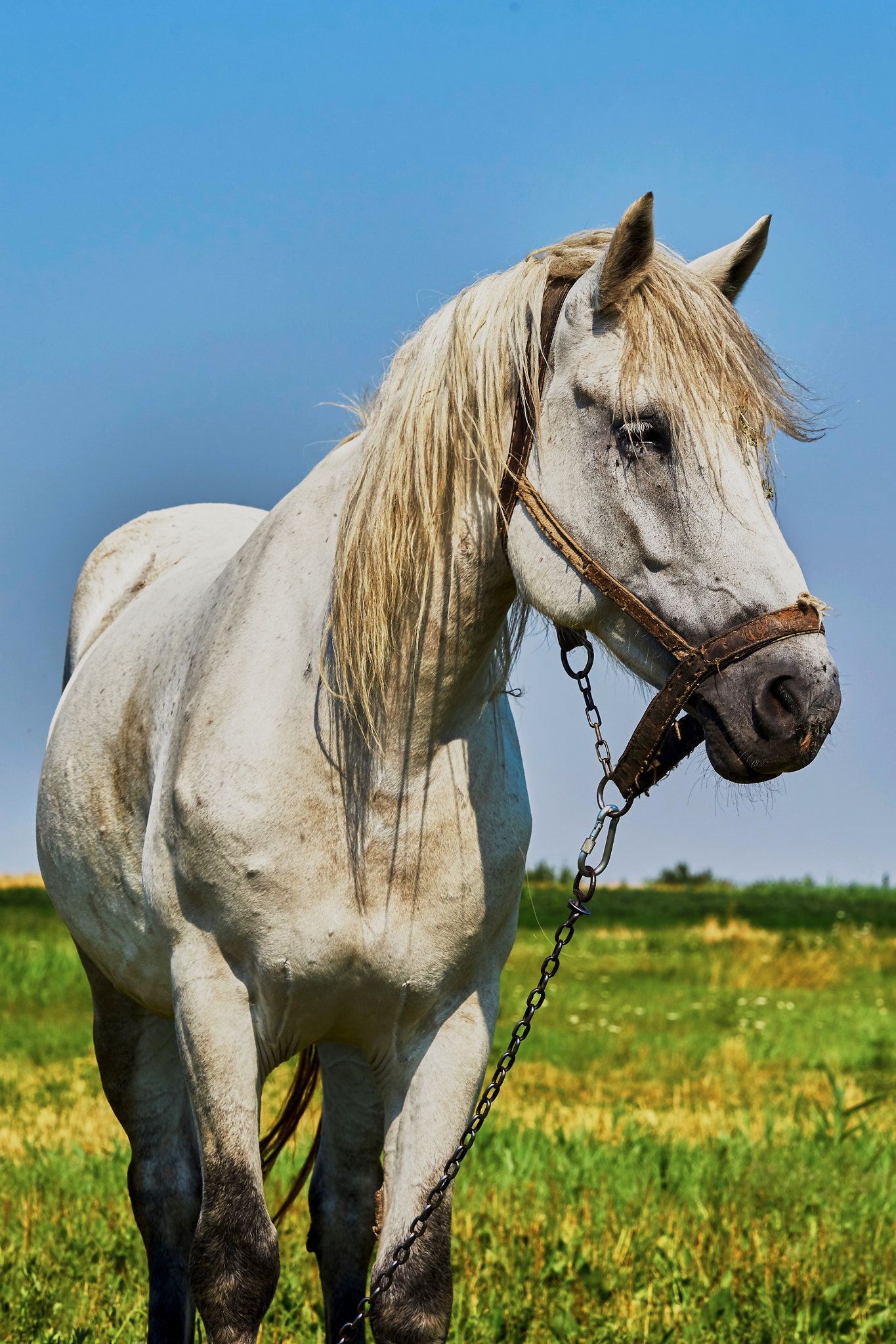 Sony Sonnar T* 135mm F1.8 ZA sample photo. Portrait of a horse photography