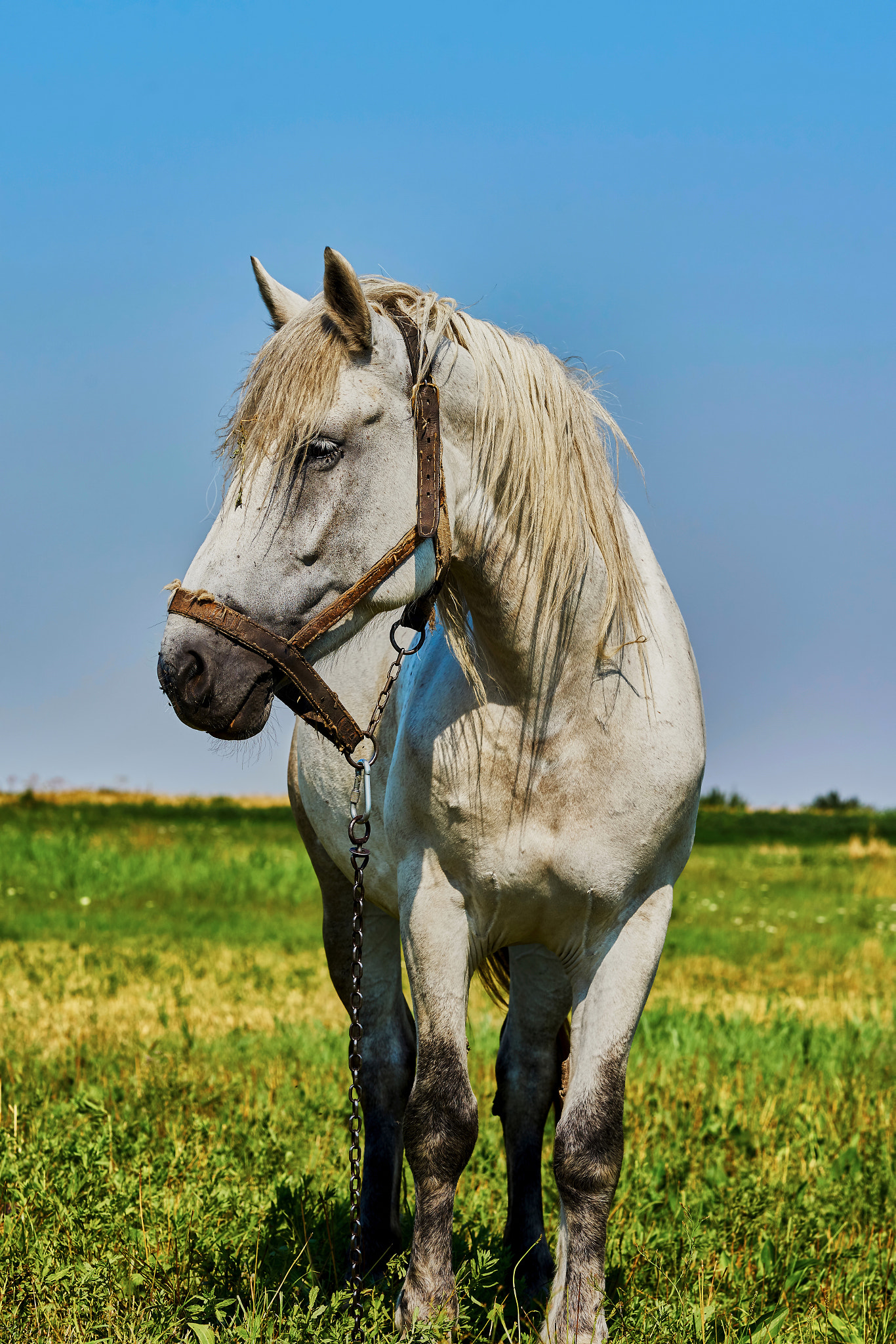 Sony Sonnar T* 135mm F1.8 ZA sample photo. Portrait of a horse photography