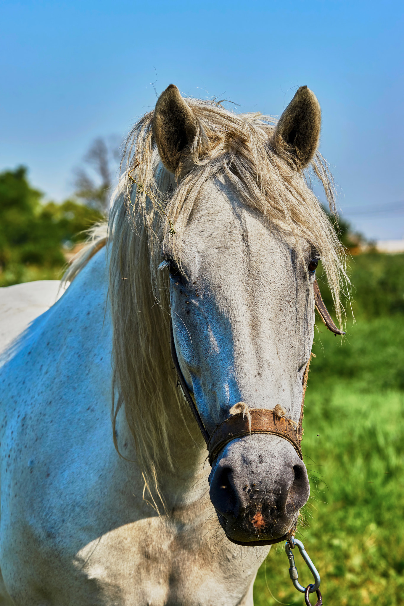 Sony Sonnar T* 135mm F1.8 ZA sample photo. Portrait of a horse photography