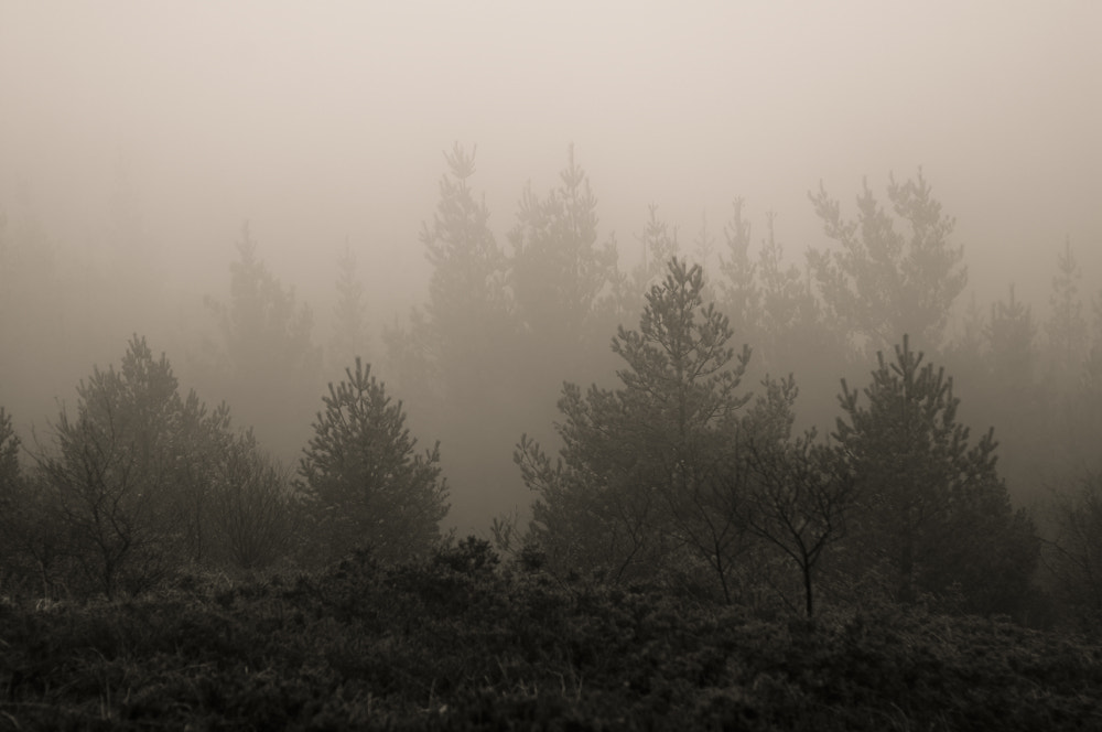 Nikon D90 + AF Zoom-Nikkor 28-85mm f/3.5-4.5 sample photo. Trees in fog photography