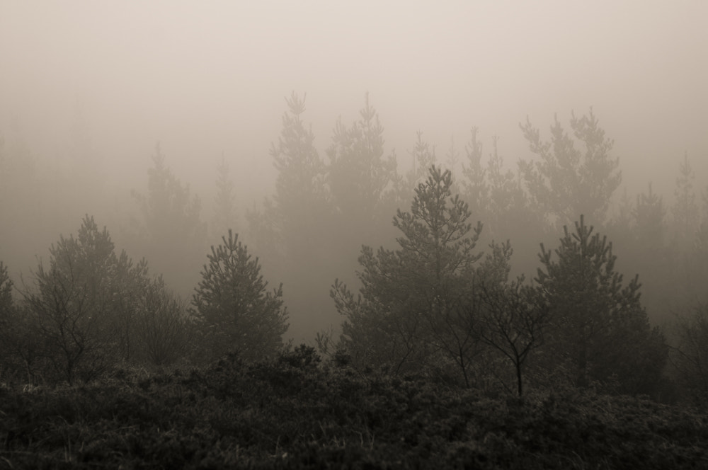 AF Zoom-Nikkor 28-85mm f/3.5-4.5 sample photo. Trees in fog photography