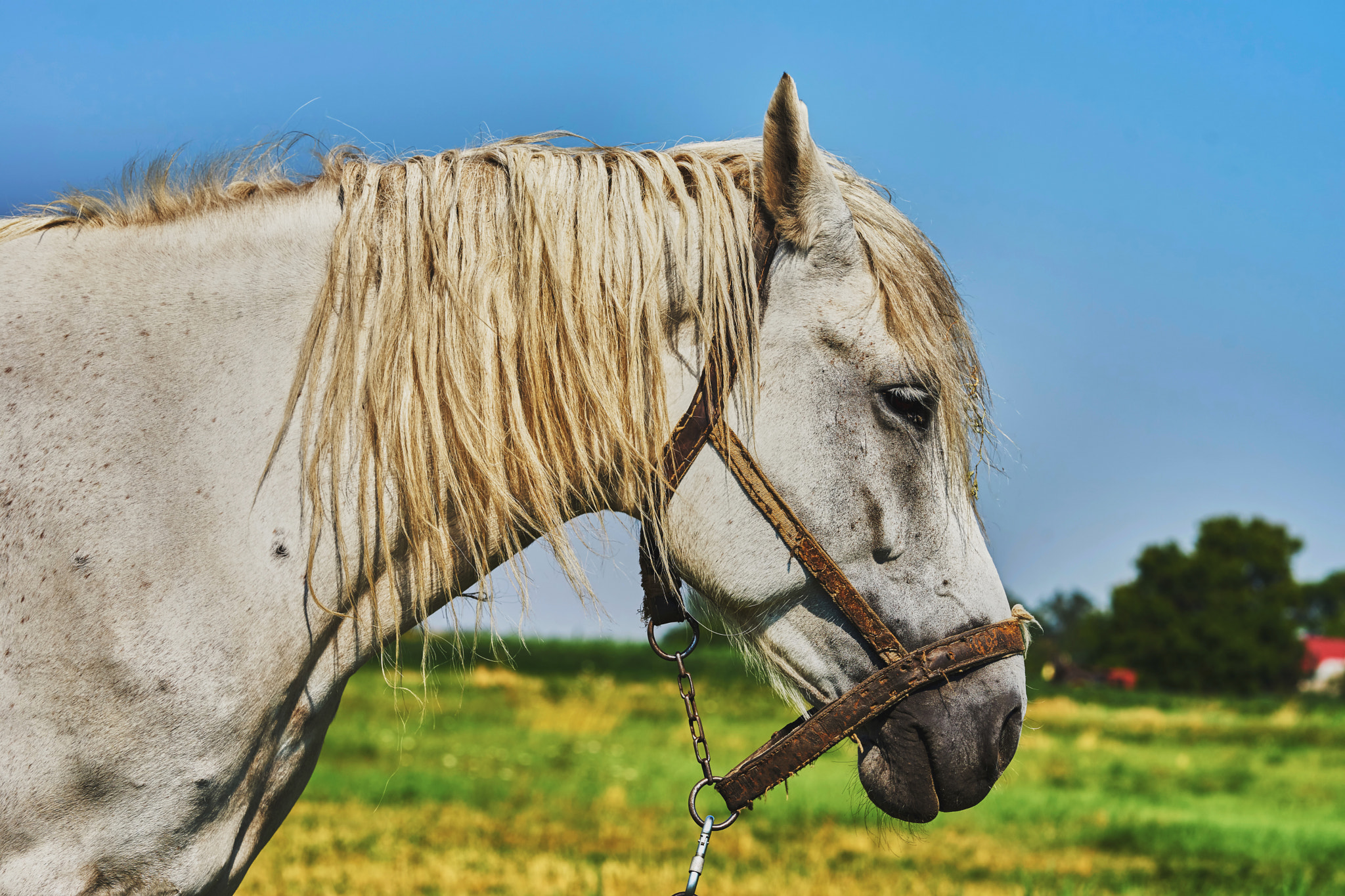 Sony Sonnar T* 135mm F1.8 ZA sample photo. Portrait of a horse photography