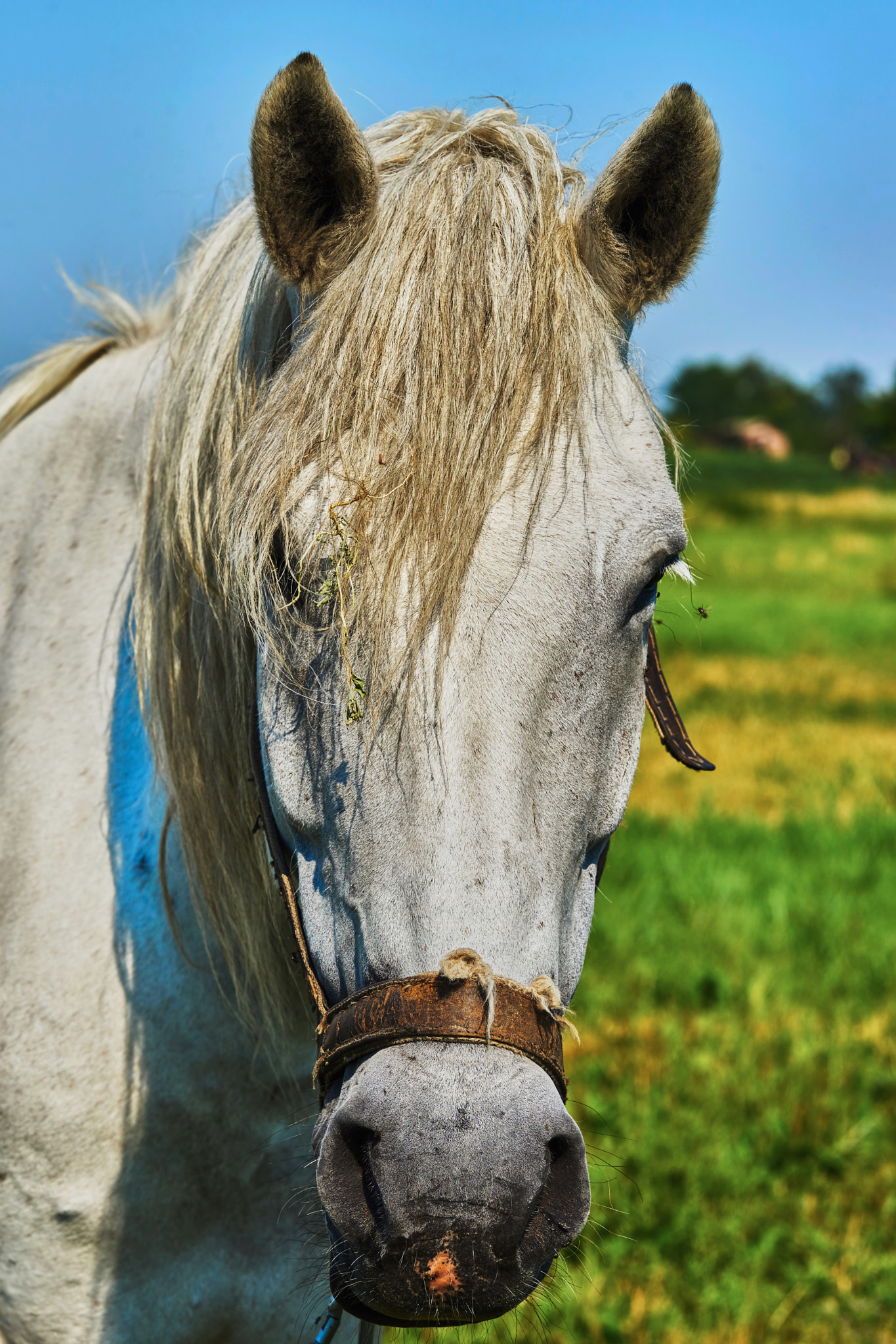 Sony Sonnar T* 135mm F1.8 ZA sample photo. Portrait of a horse photography
