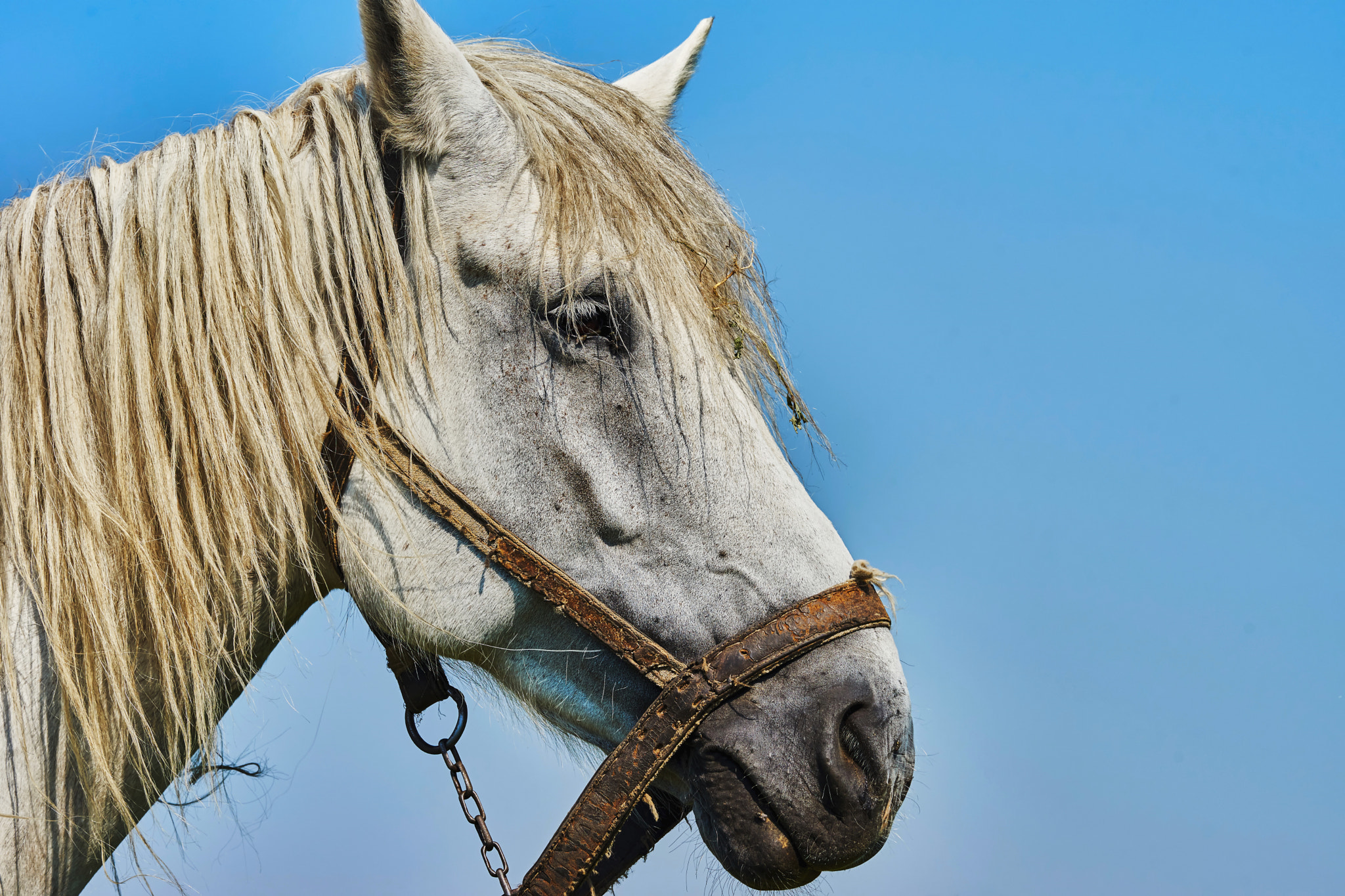 Sony Sonnar T* 135mm F1.8 ZA sample photo. Horse head portrait photography