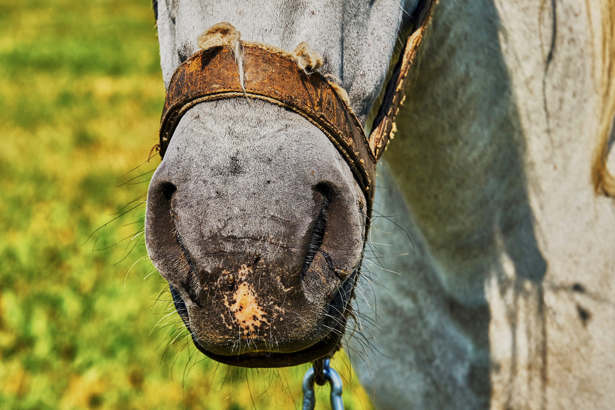 Sony a7 + Sony Sonnar T* 135mm F1.8 ZA sample photo. Nose horse photography