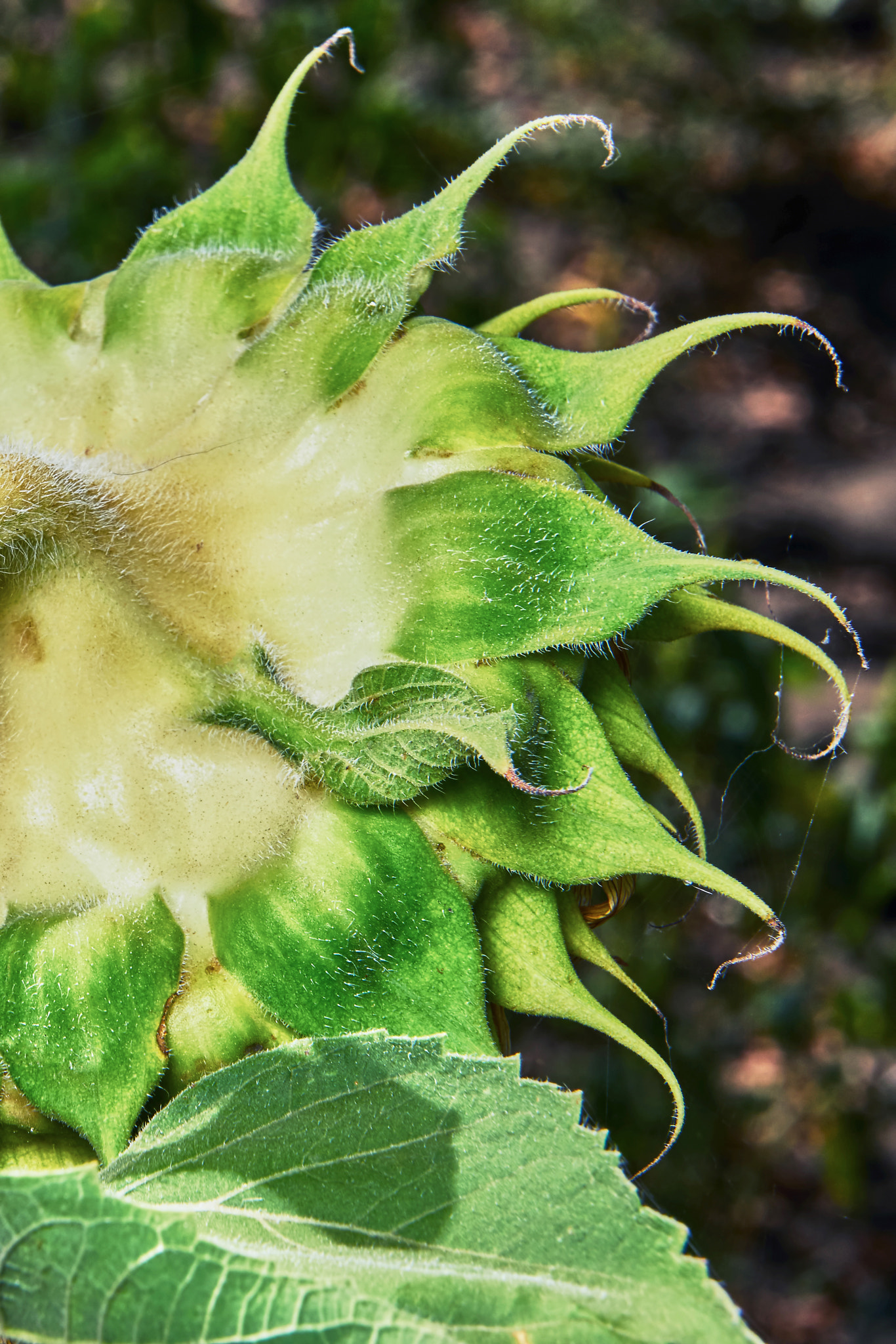 Sony E PZ 18-200mm F3.5-6.3 OSS sample photo. The head of a sunflowe photography