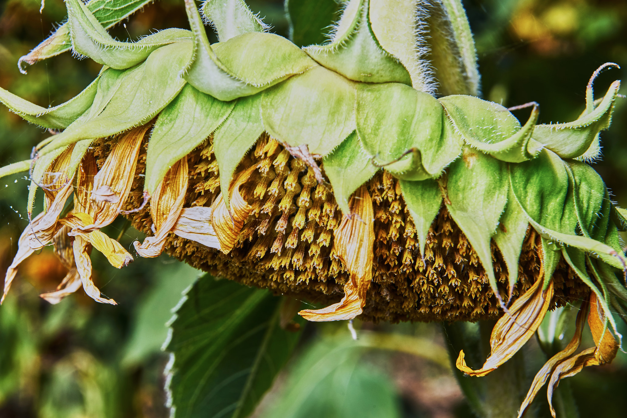 Sony a7 + Sony E PZ 18-200mm F3.5-6.3 OSS sample photo. The head of a sunflower photography